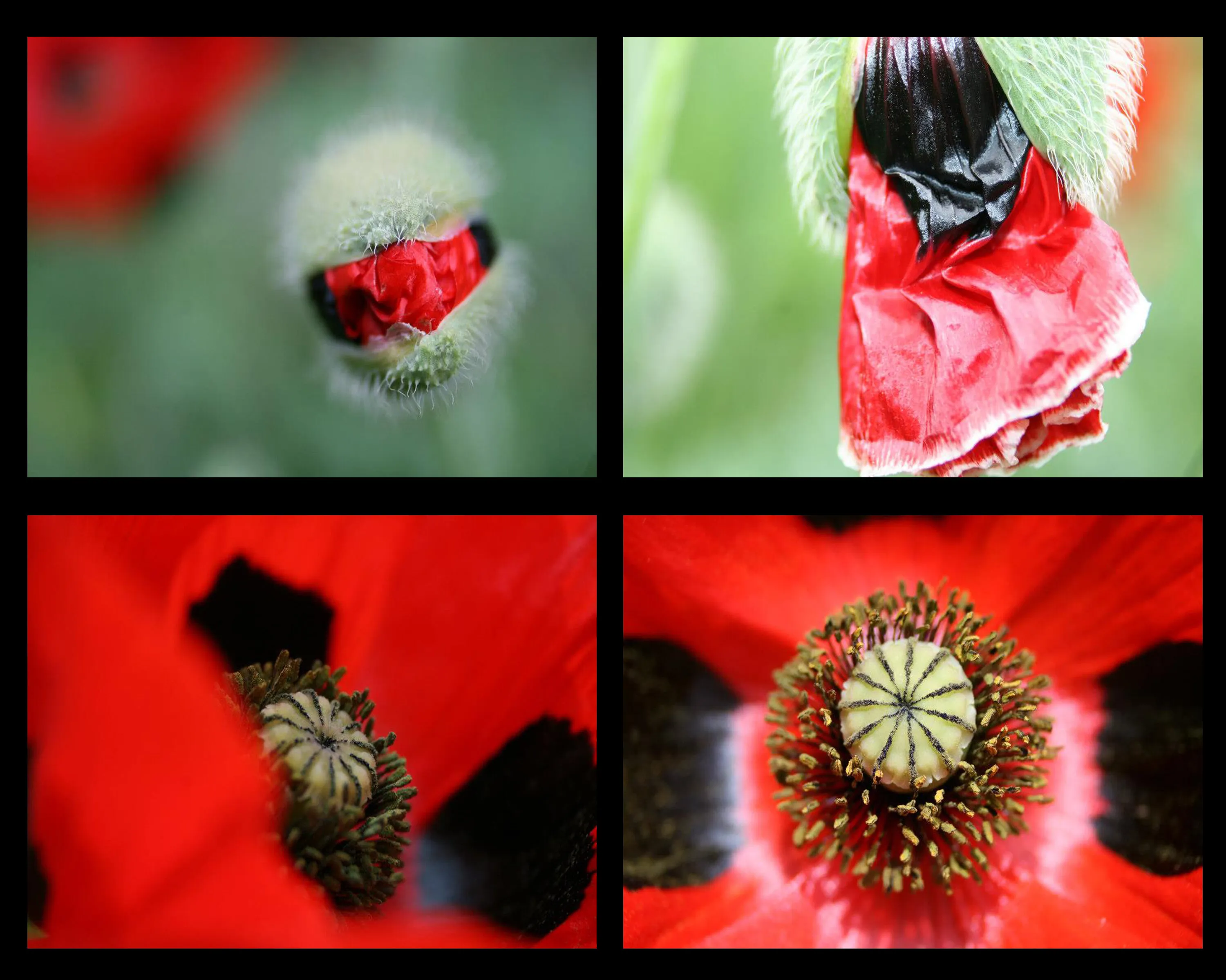 Birth of a poppy