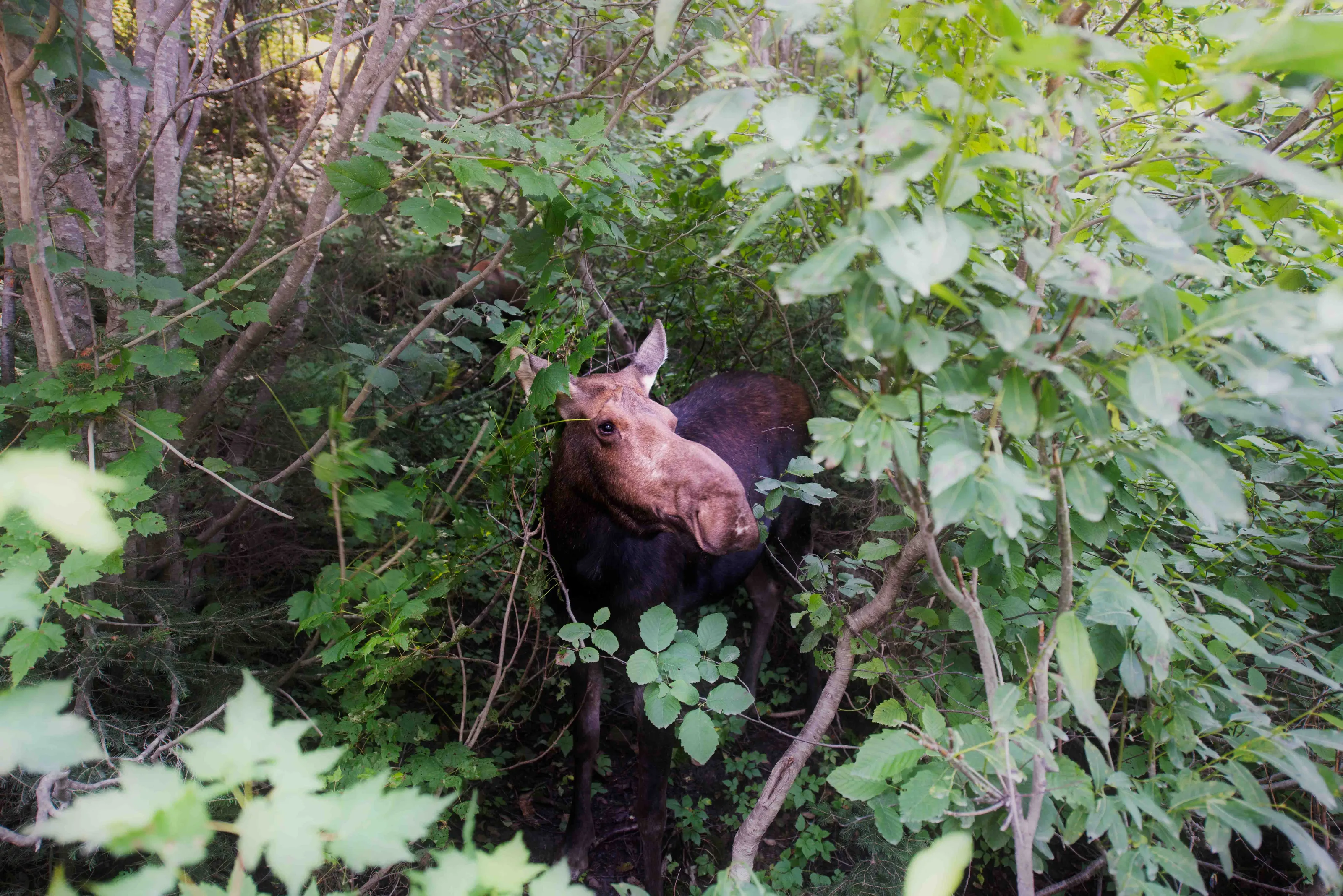 Moose in the wild