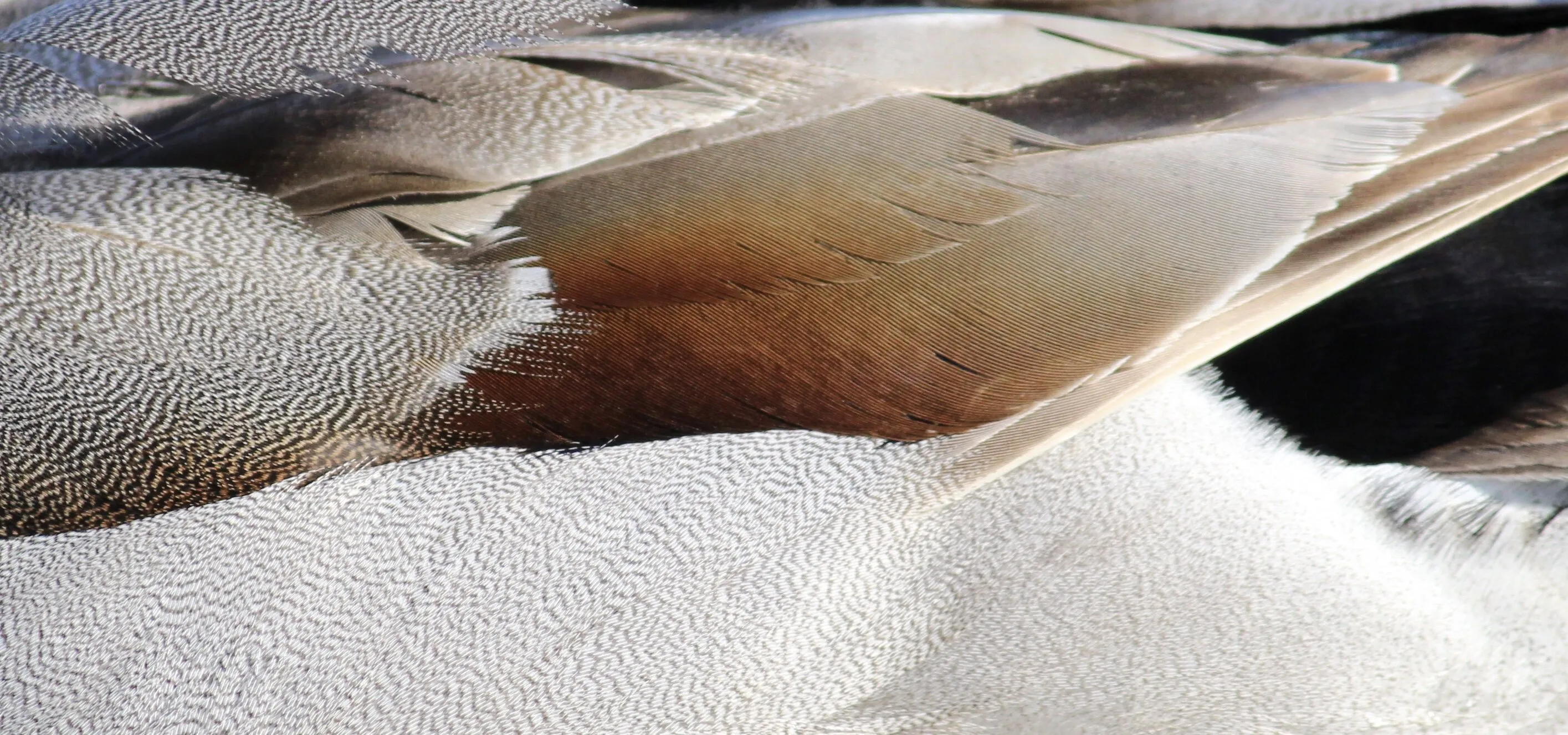Feathers
