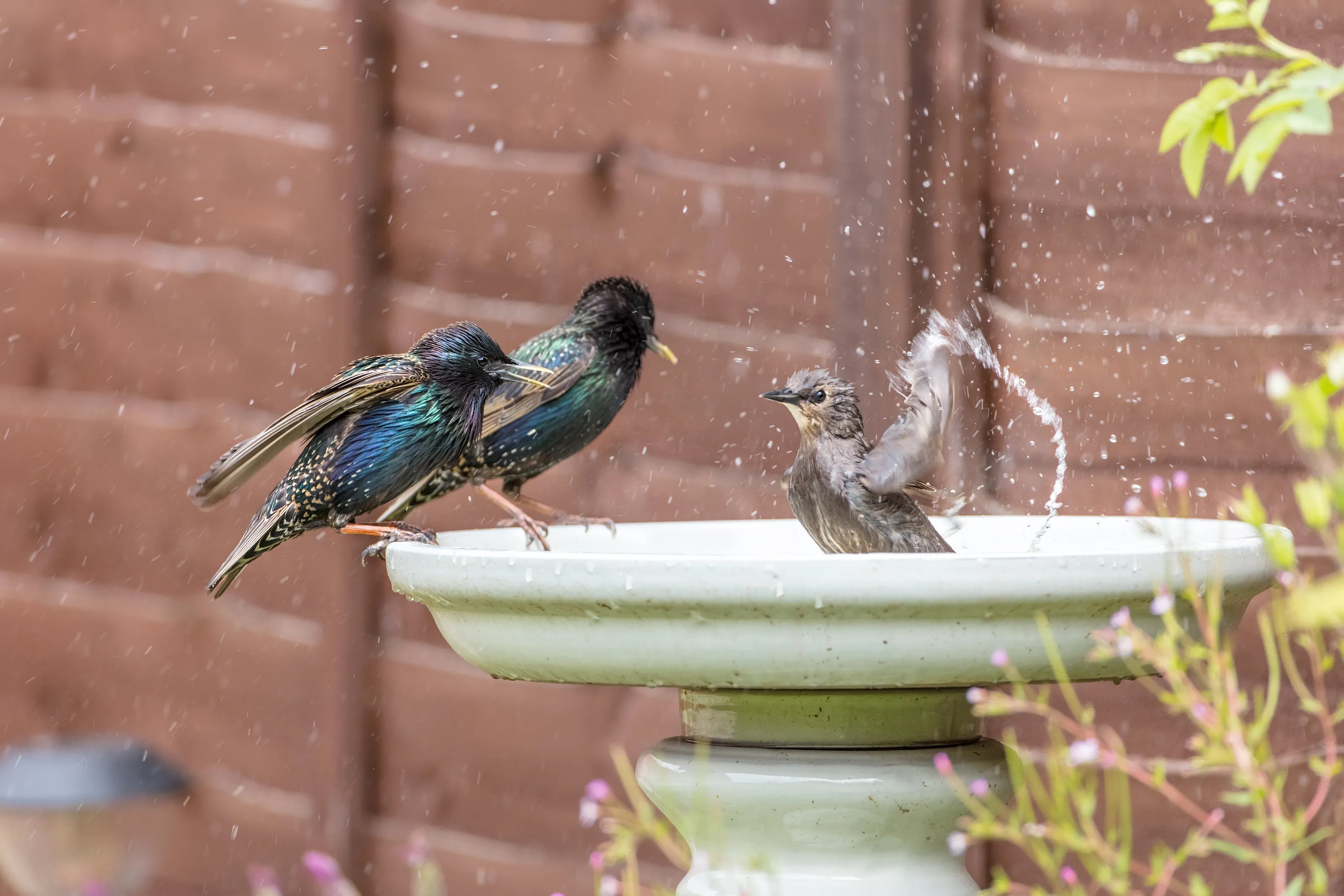i said wash not splash