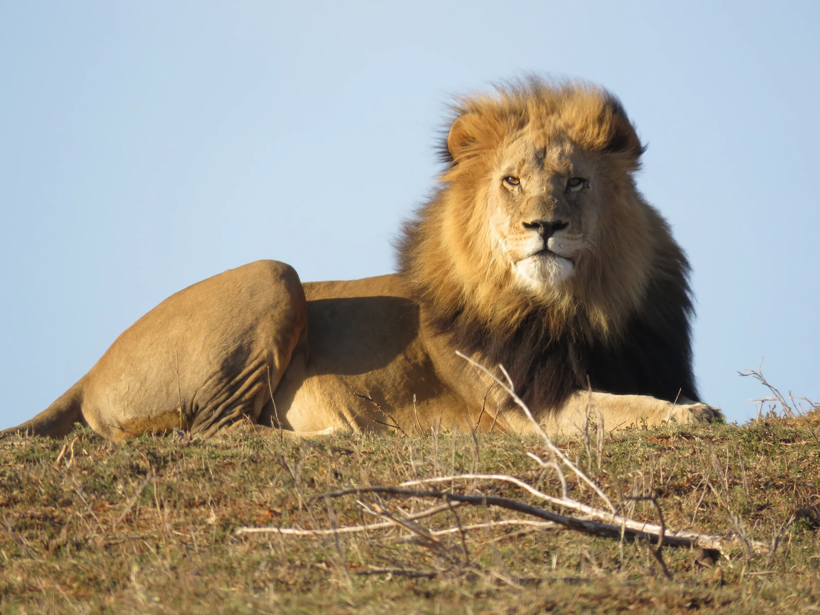 King of the Savanna