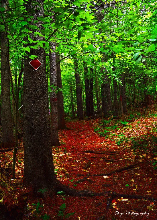 Autumn's Red Road
