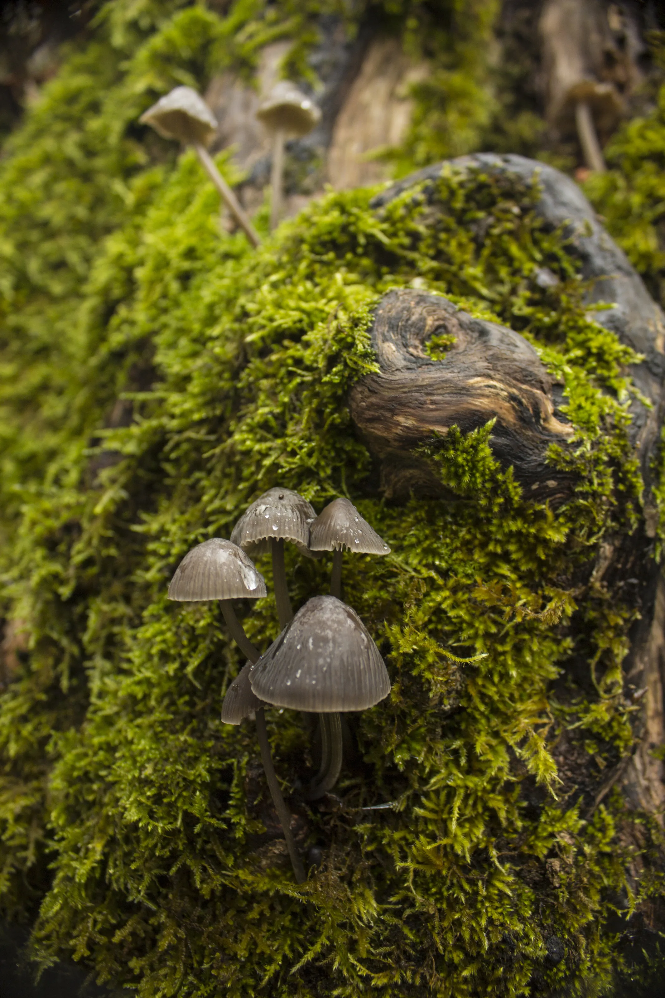 Growing on Life