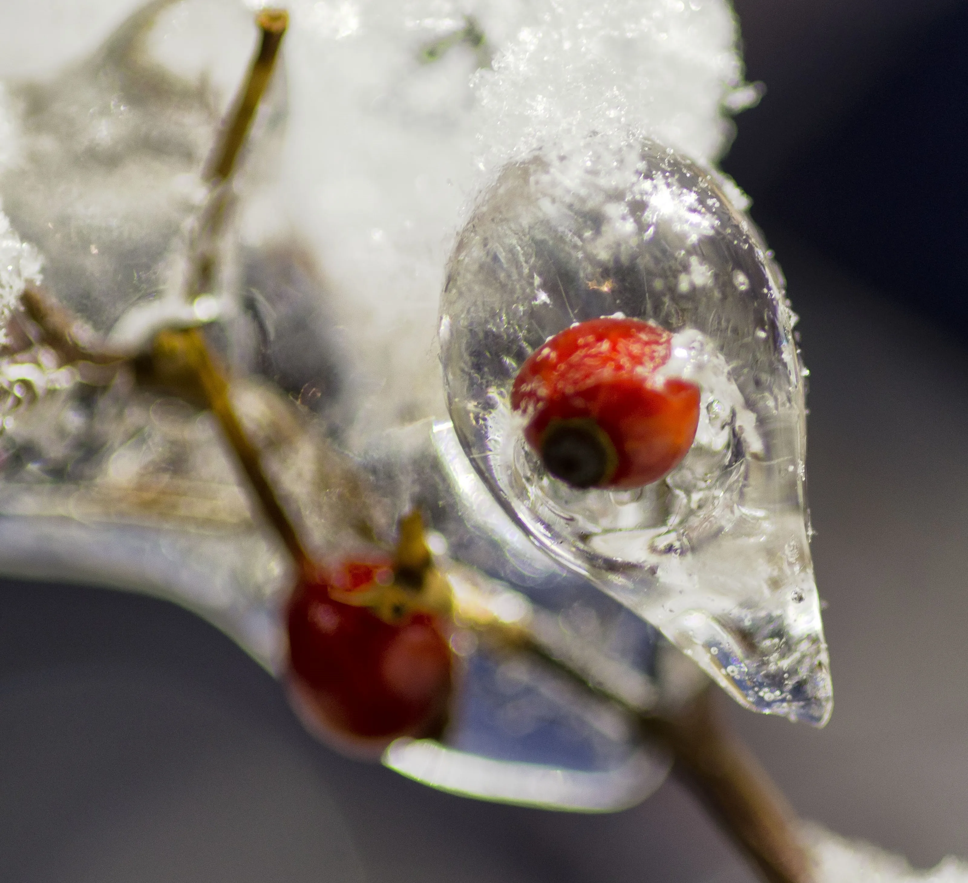 iced bud