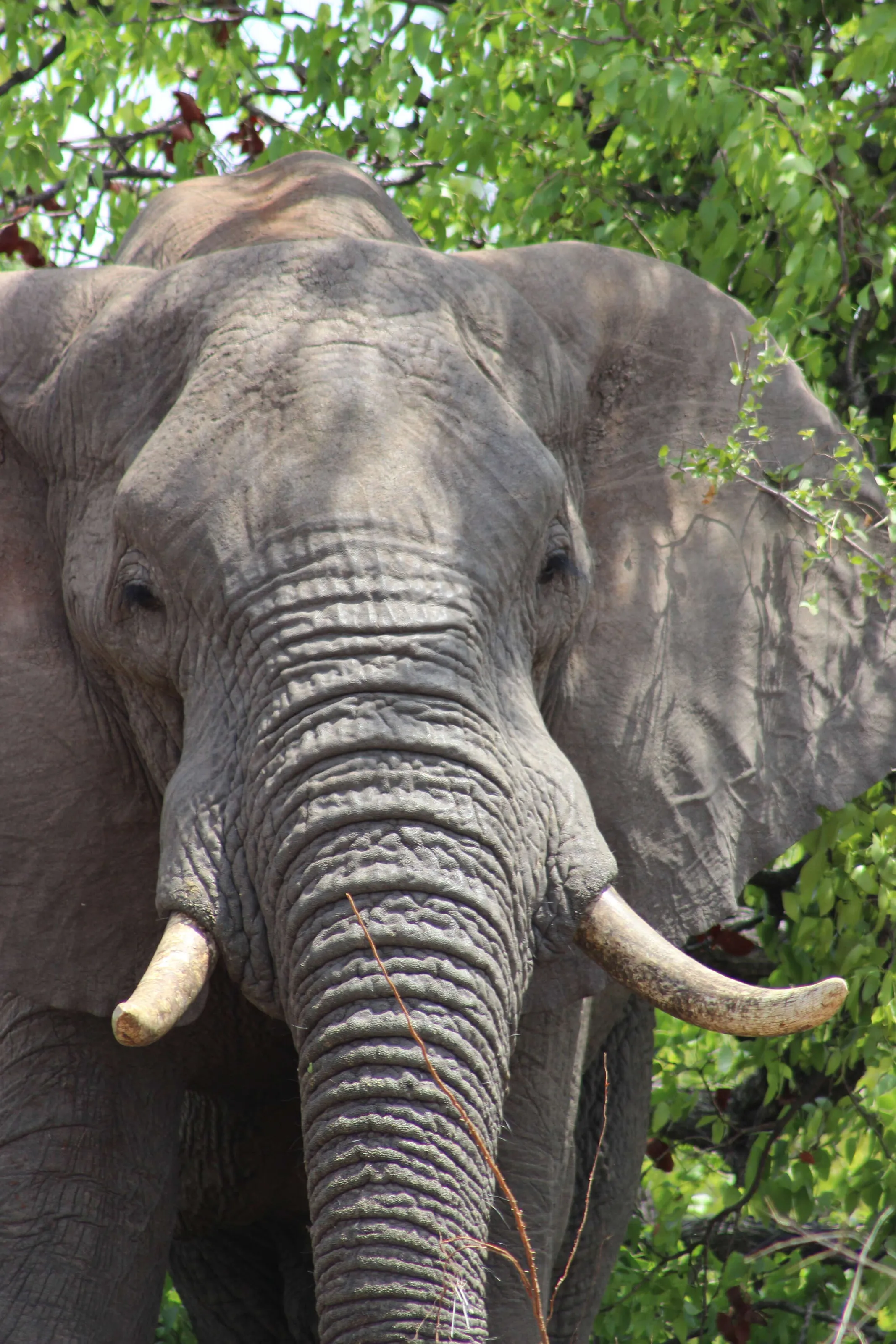 Elephant of the Kruger Park