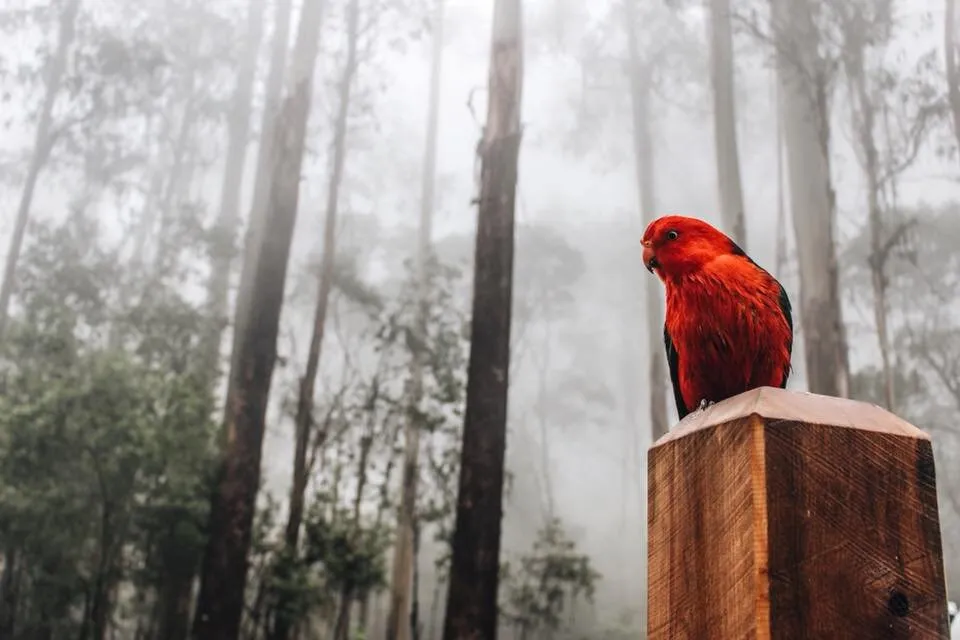 Splash of colour in the mist.