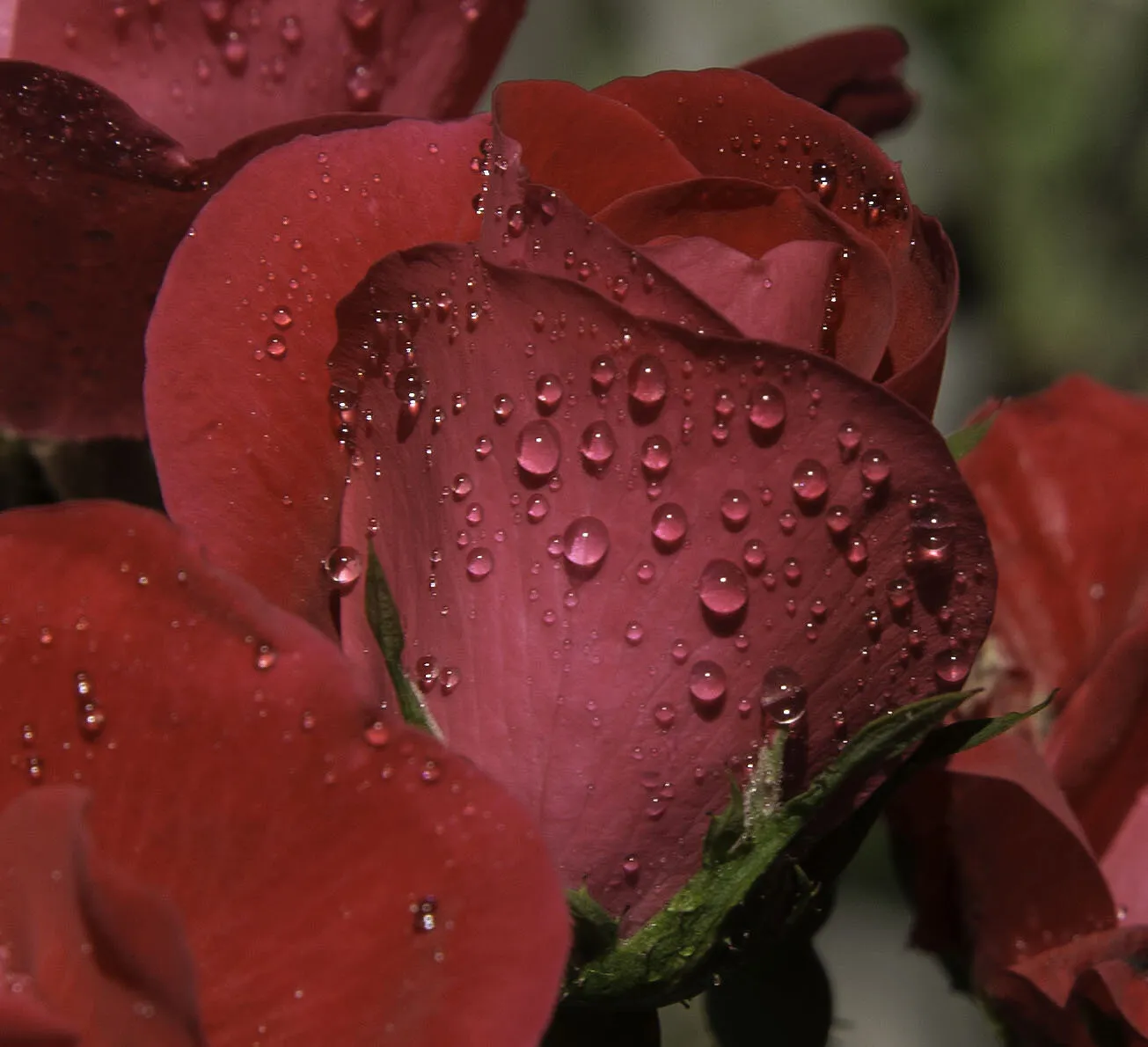 Spring rain