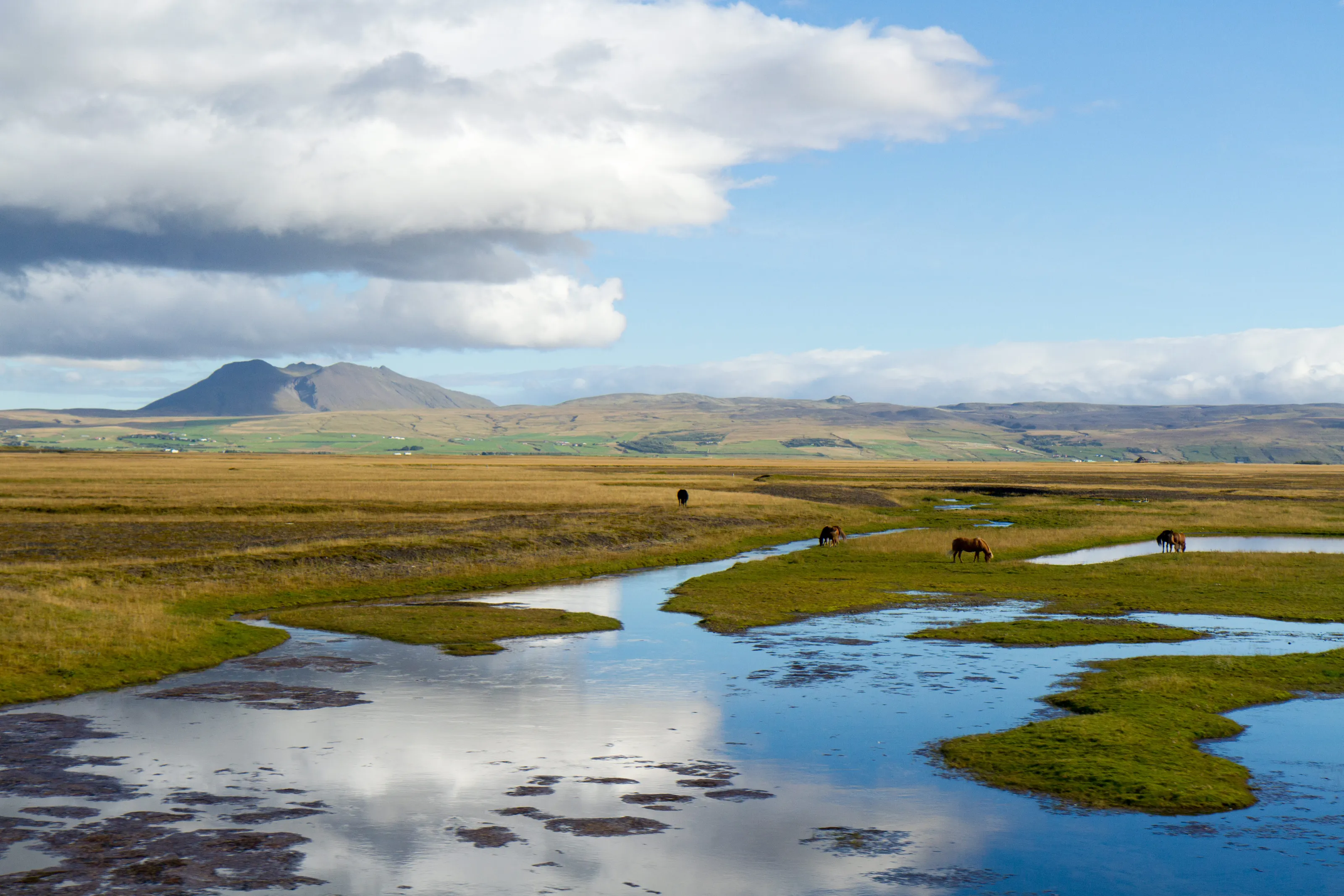 Icelandic Horse Marsh