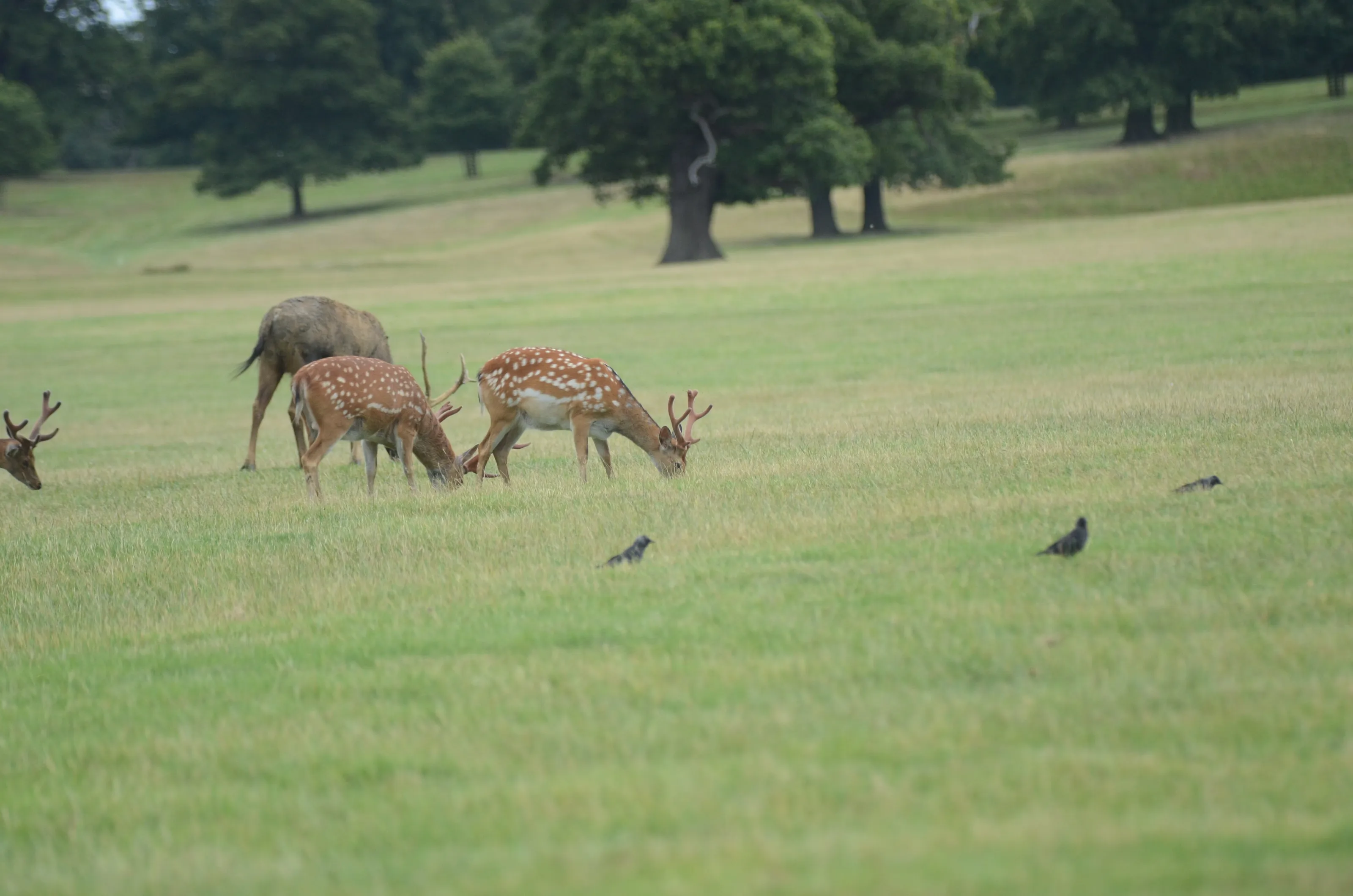 Sunday Afternoon Grazing