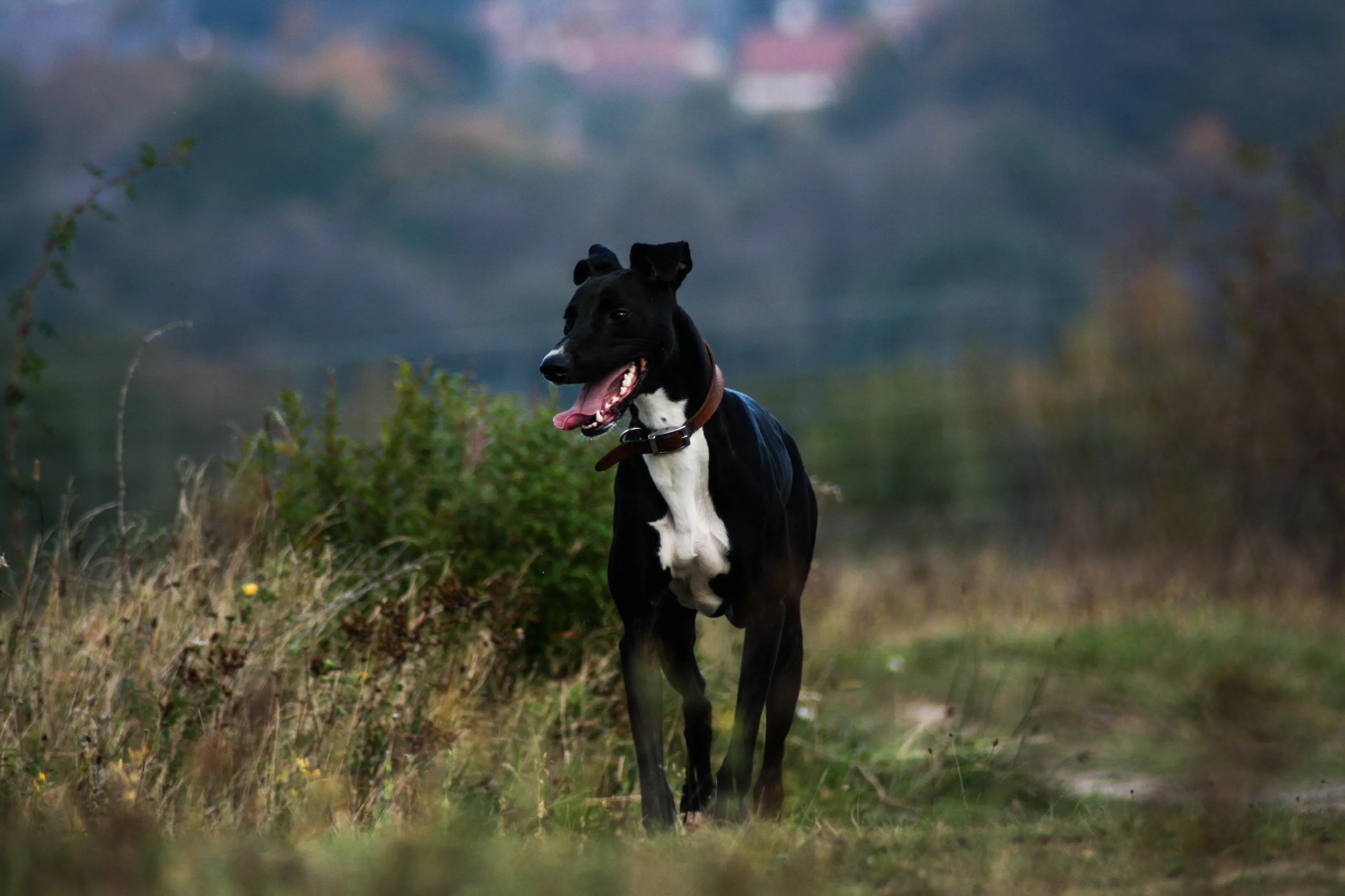 Lurcher love
