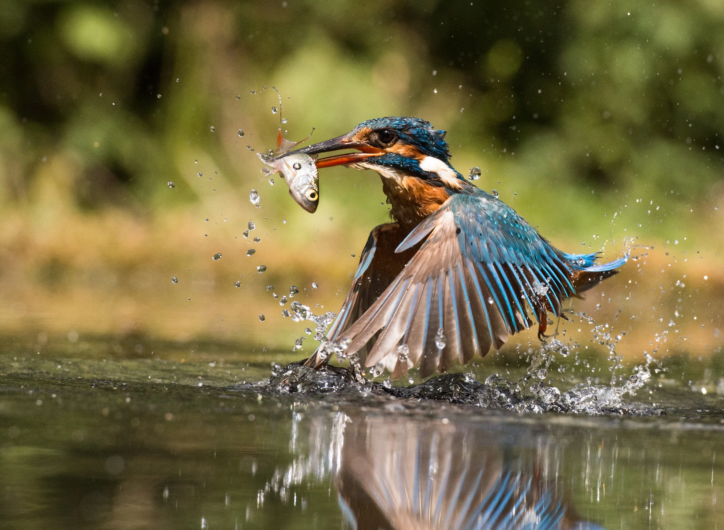 Kingfisher Water Exit