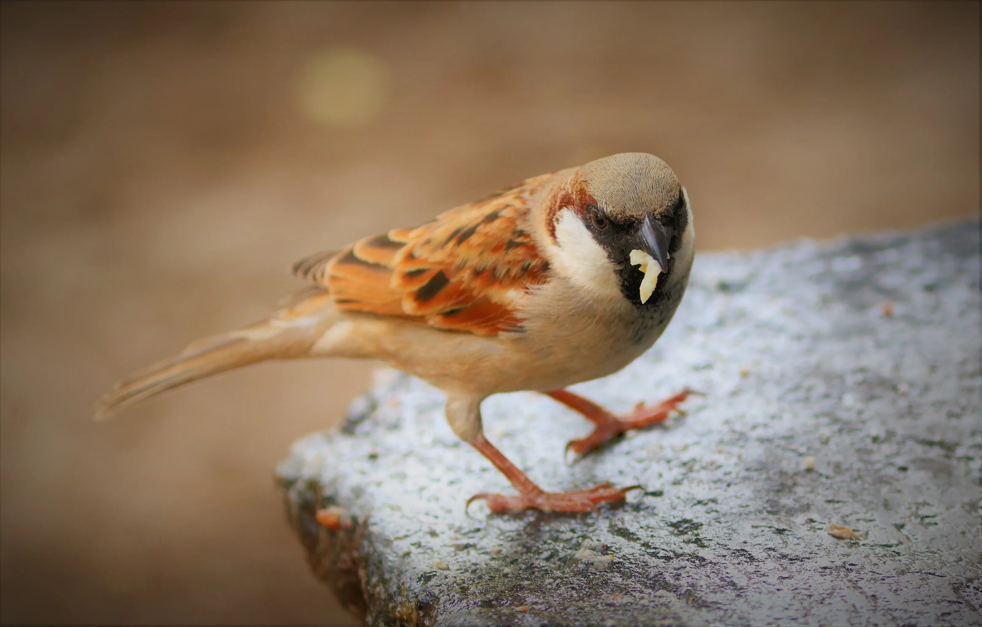 Indian bush lark