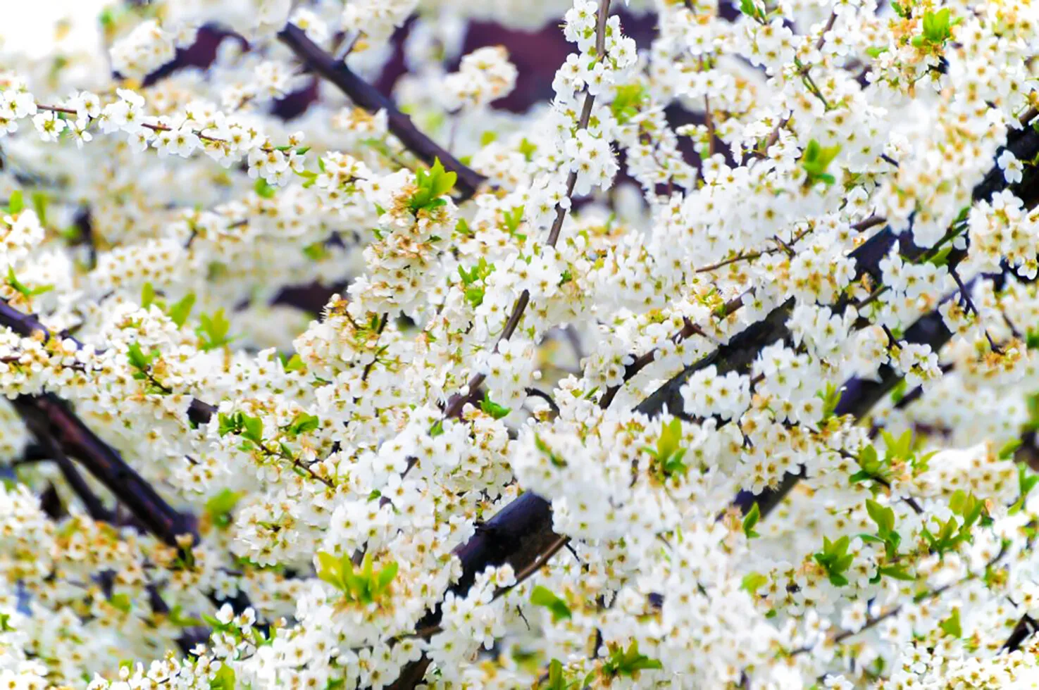 The moment of bloom