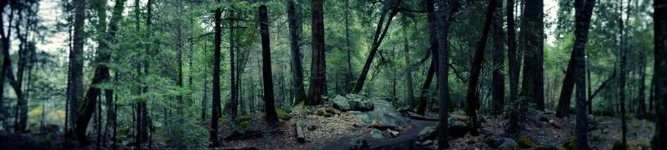 Lost in the forest