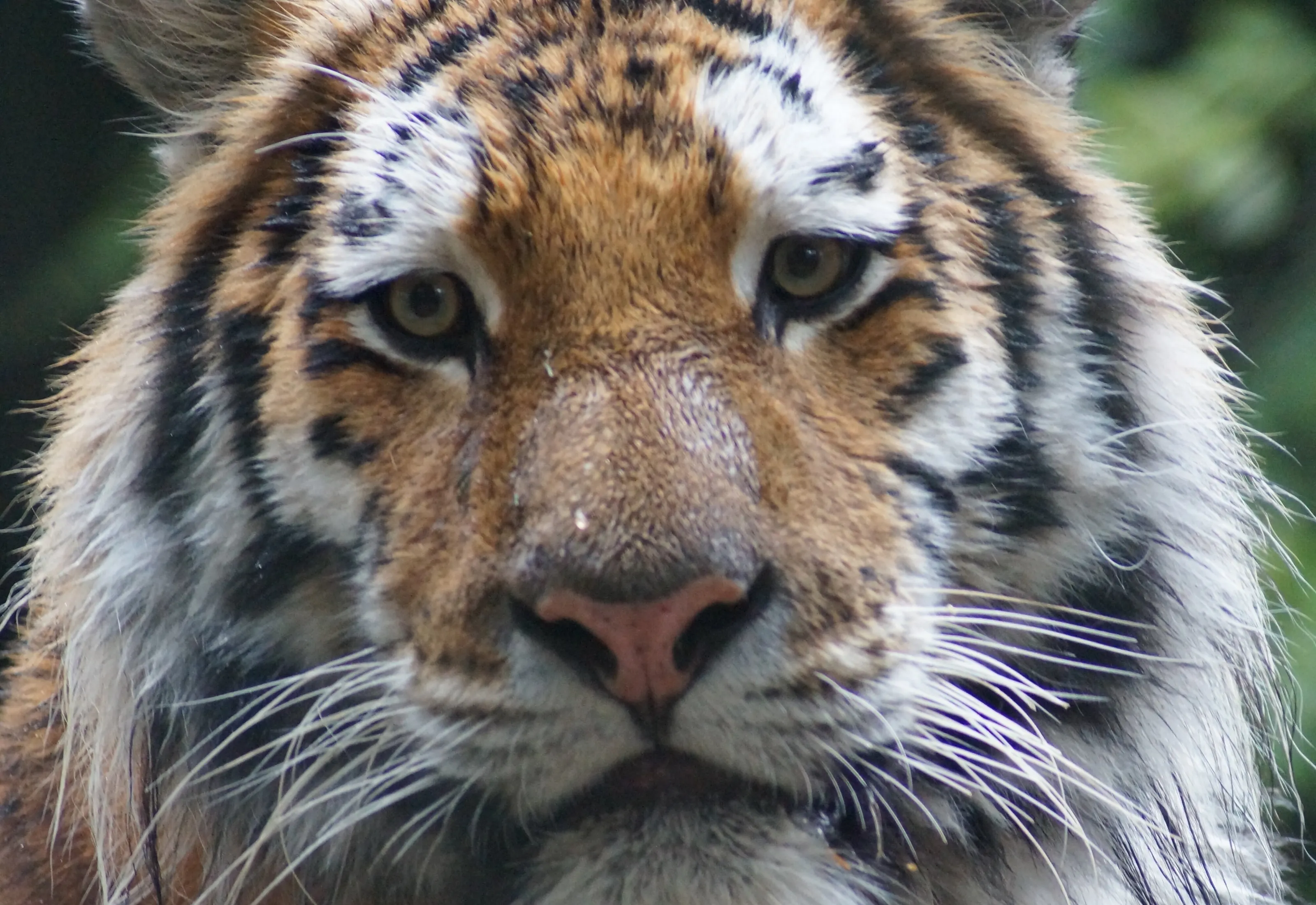 Amur Tiger