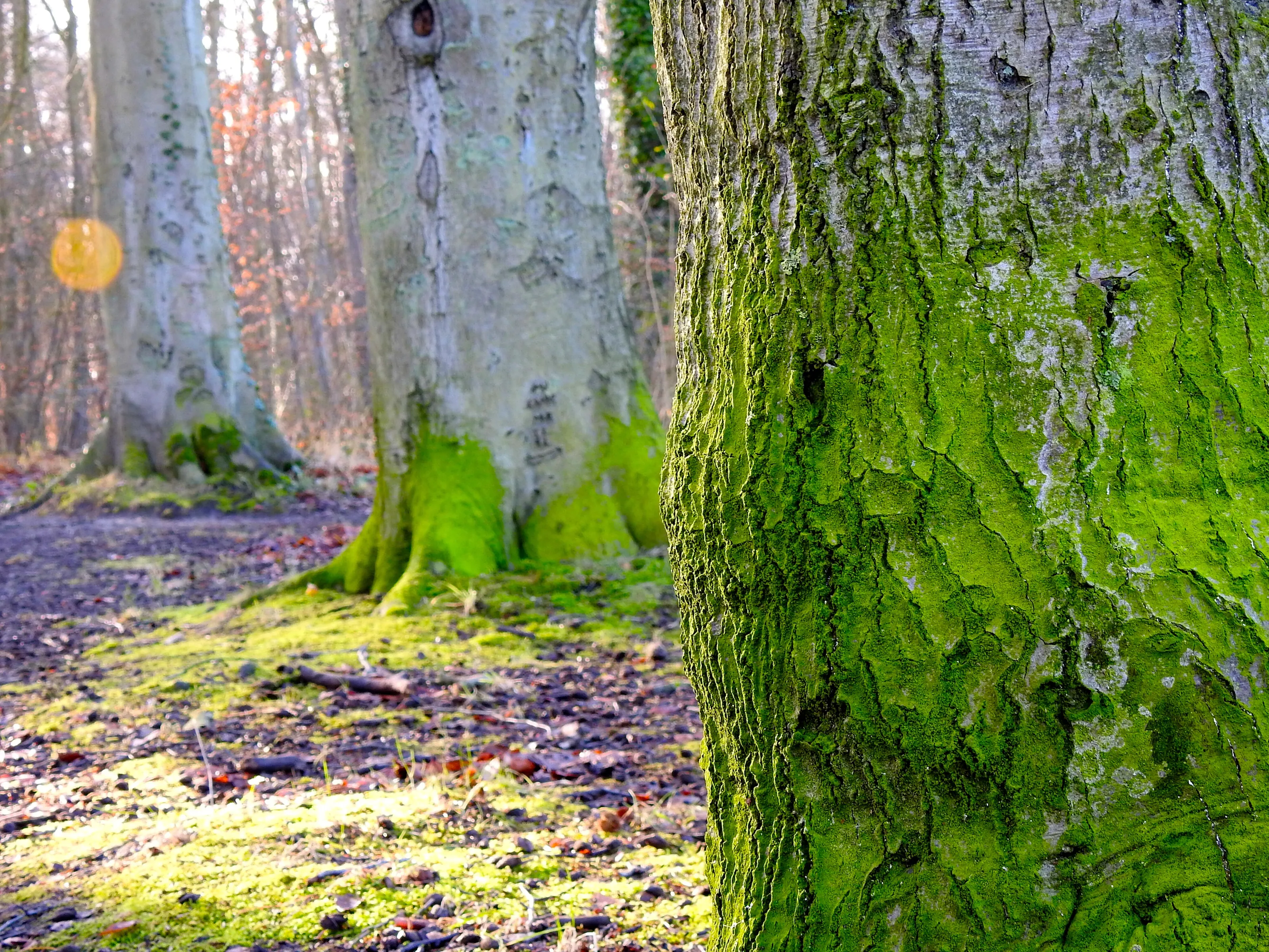 Beechwoods Trees