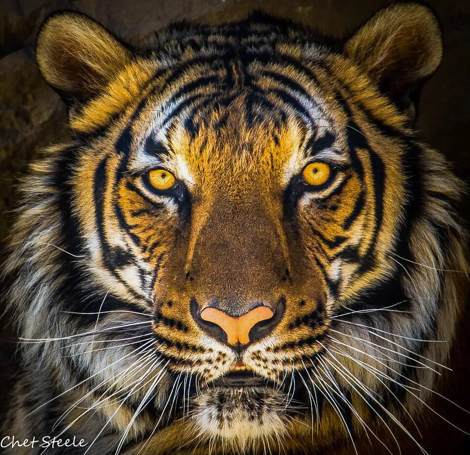 Bengal Tiger