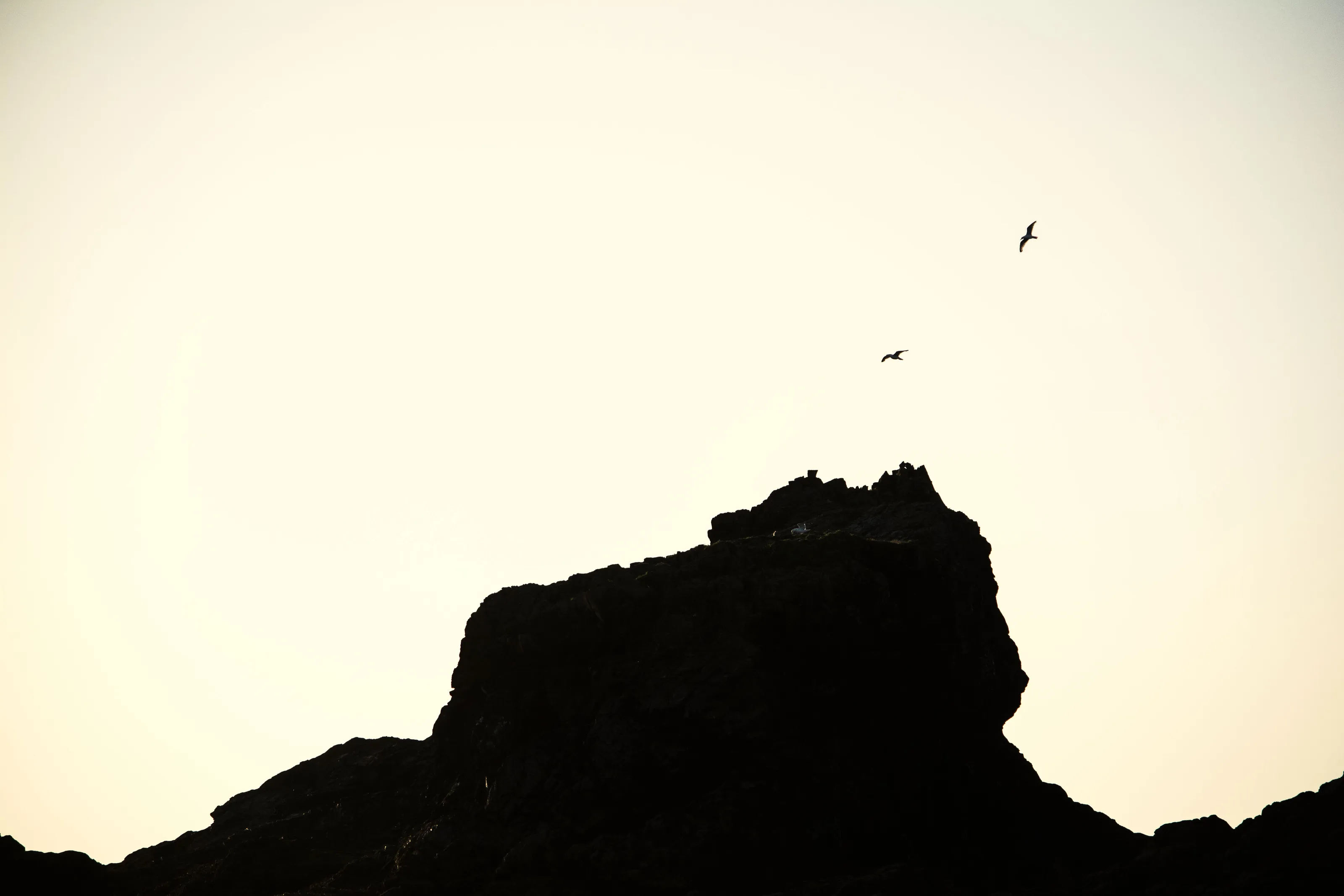 Birds on the rock