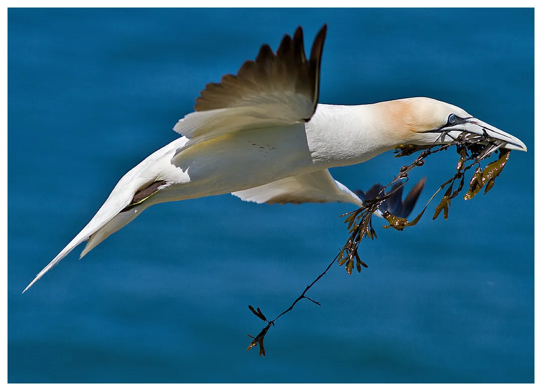 Gannet with seaweed
