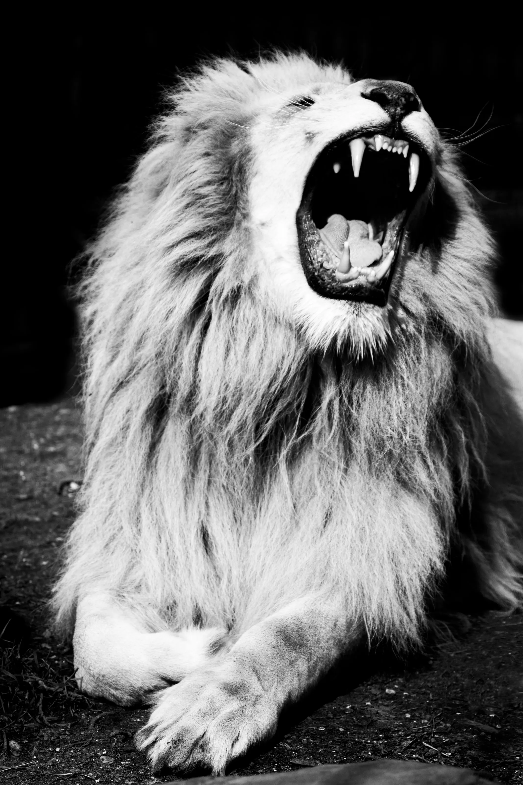 Head of the pride