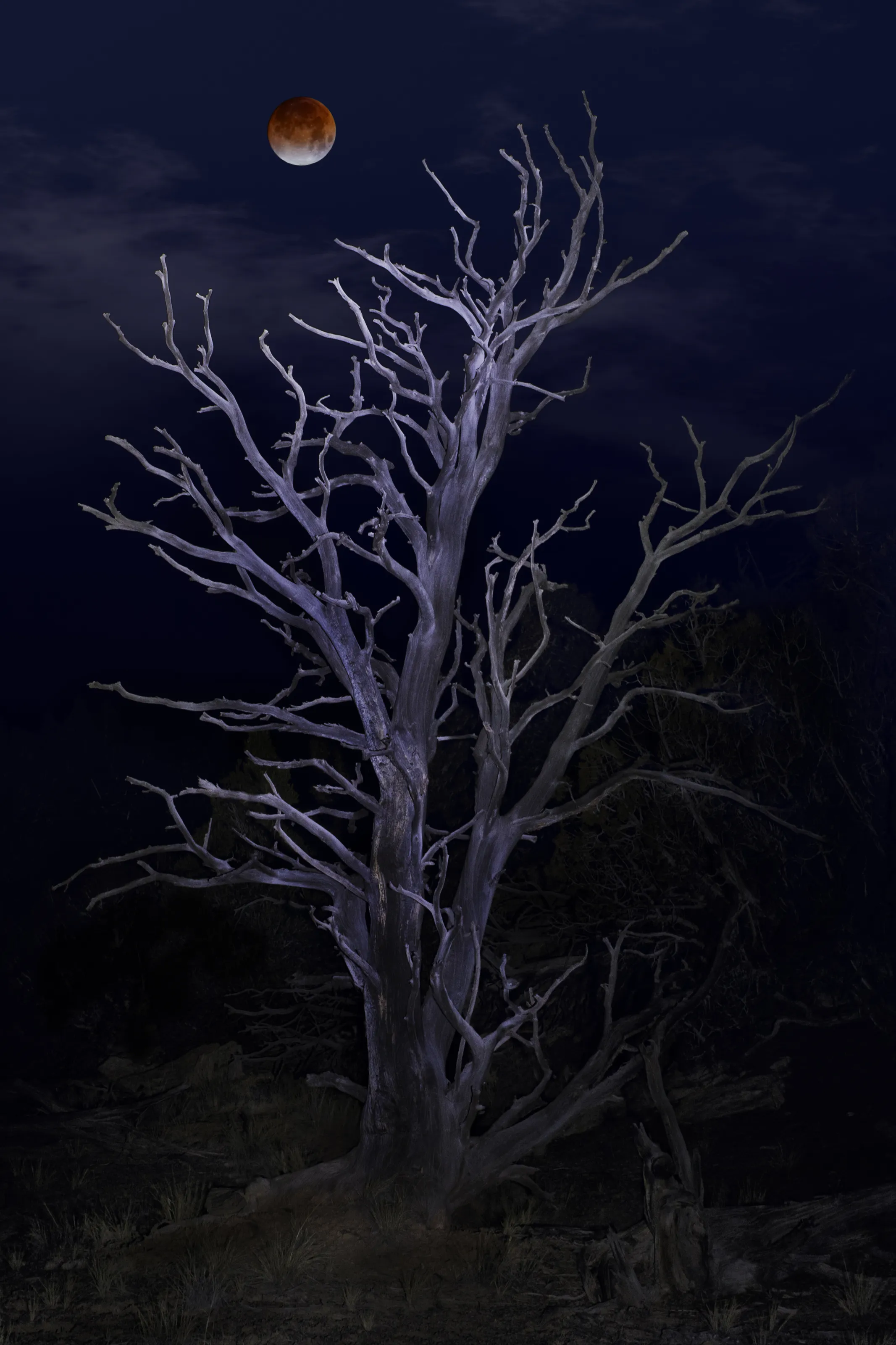 Blood Moon Over Blue Tree