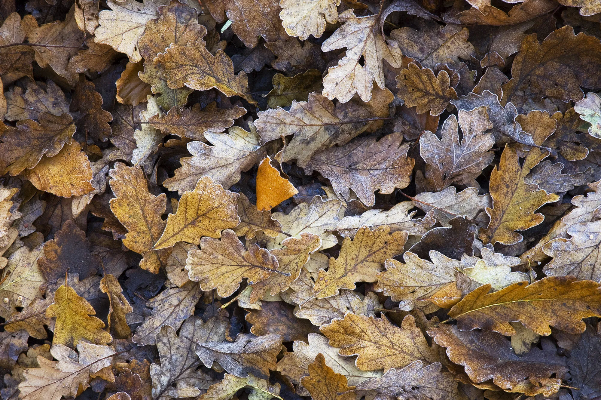 Oak Leaves