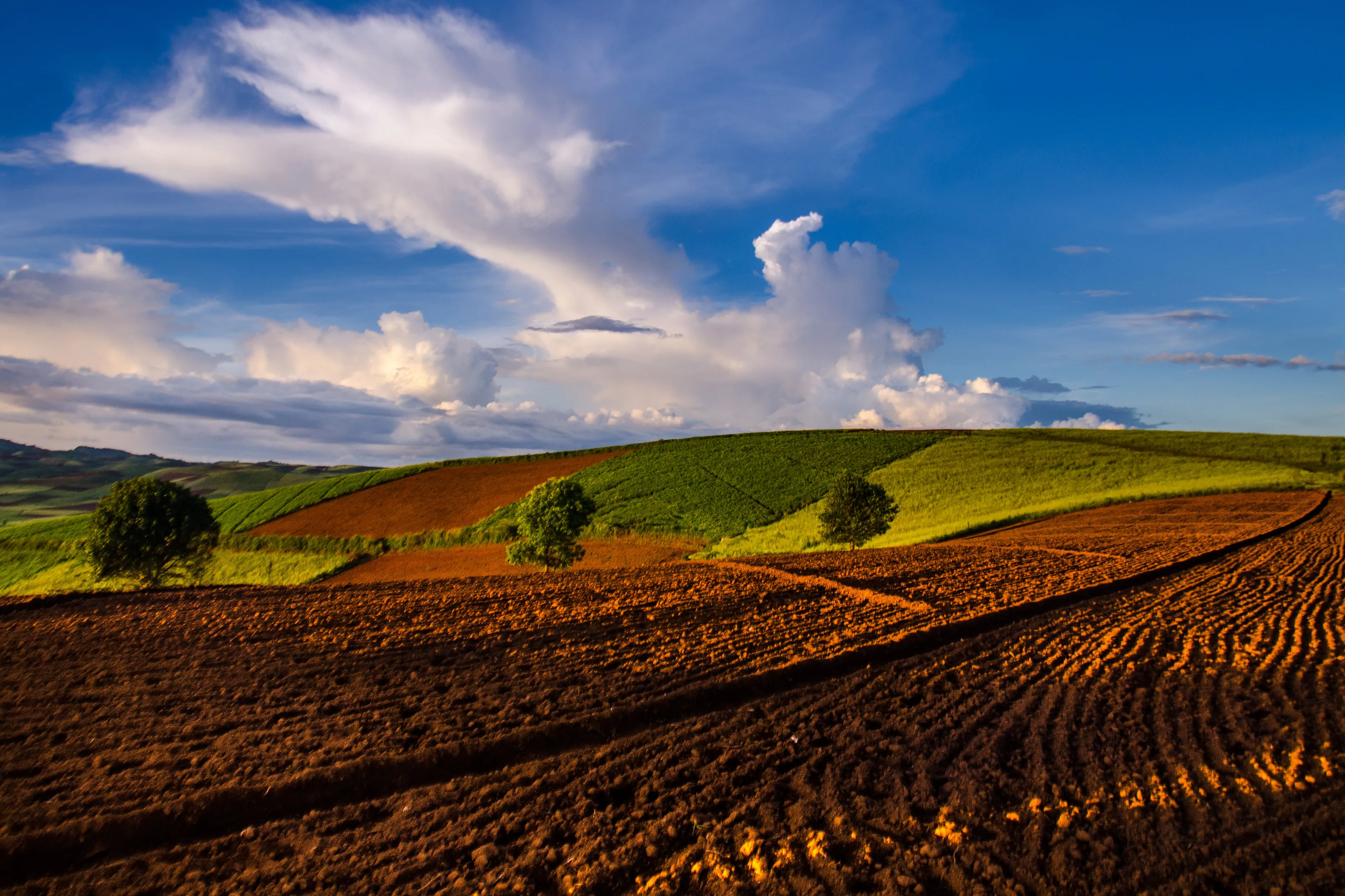 Colour contract on cultivated