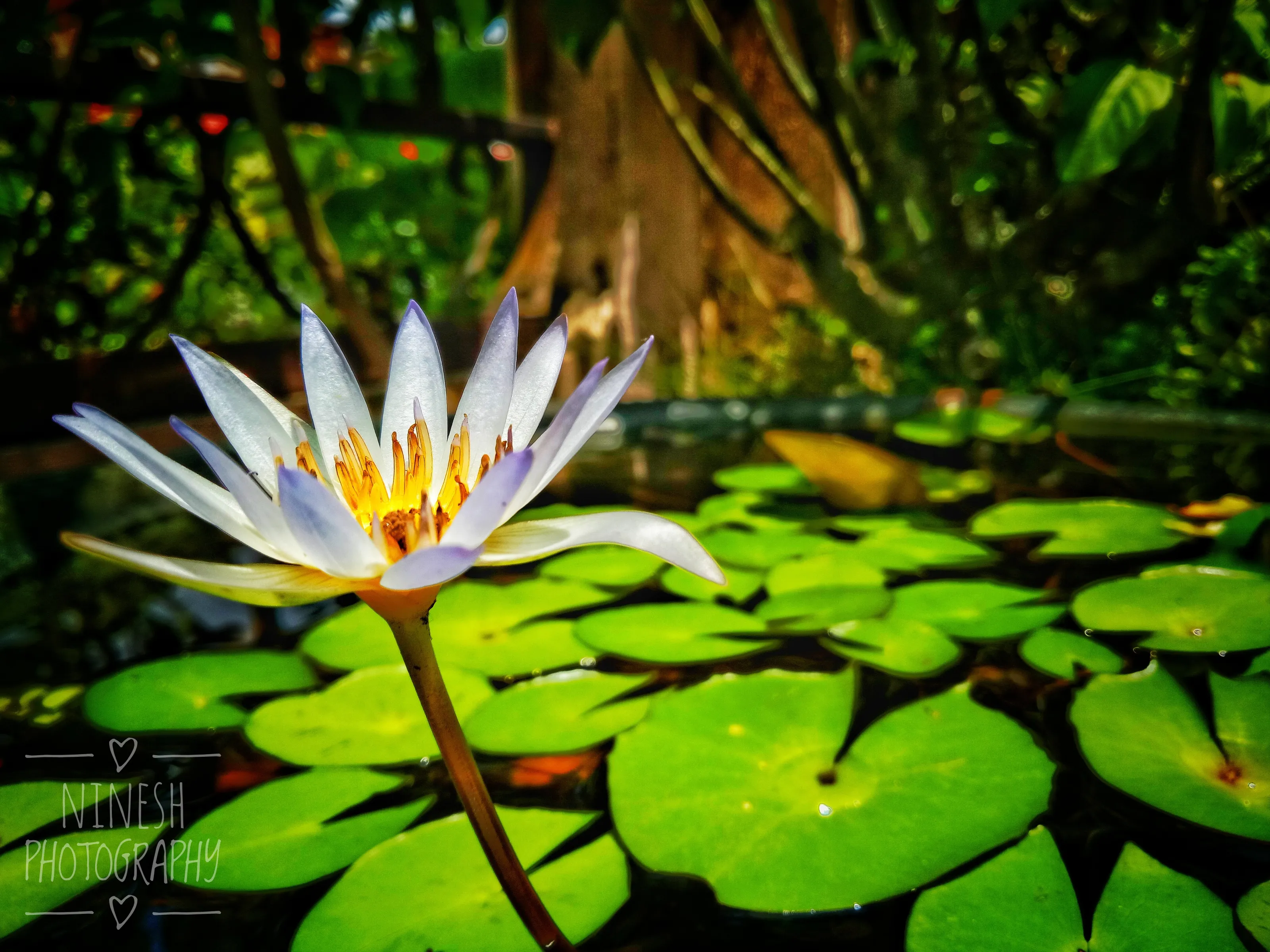 WATER LILY