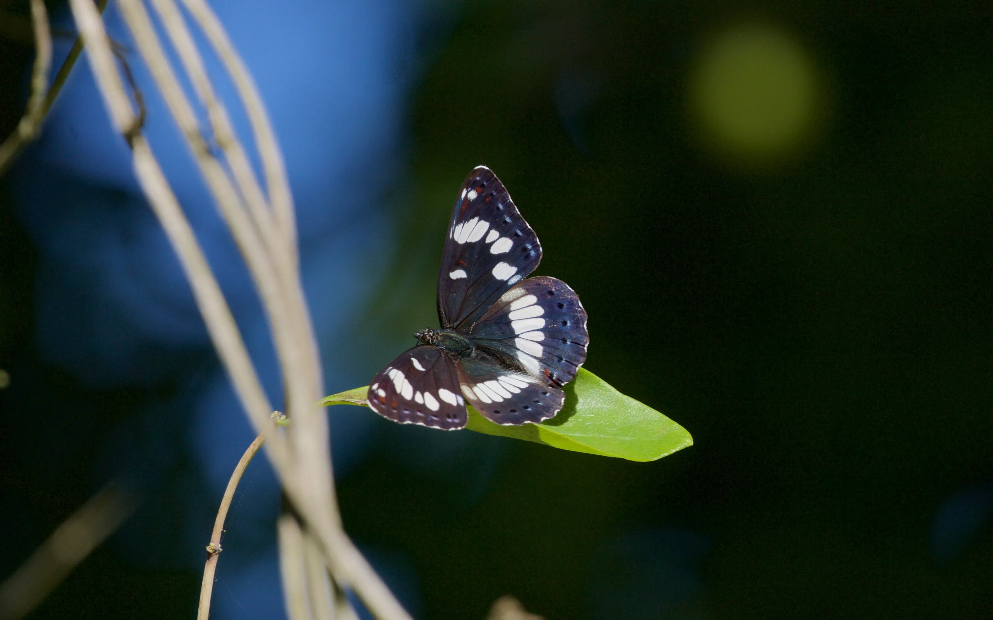 Southern White Admiral on Honeysuckle