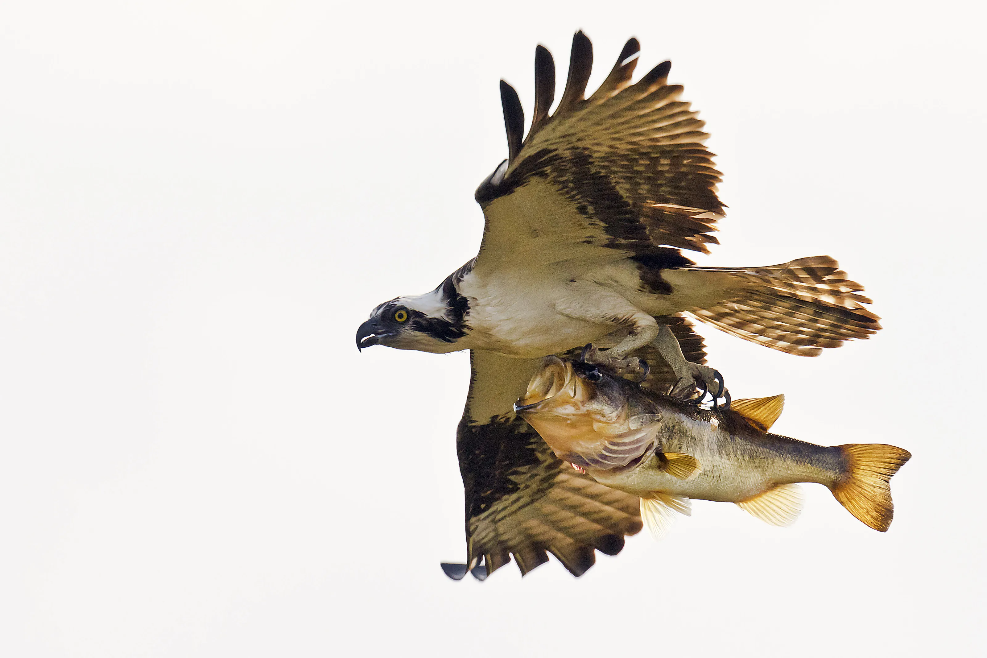 The Osprey and its Catch