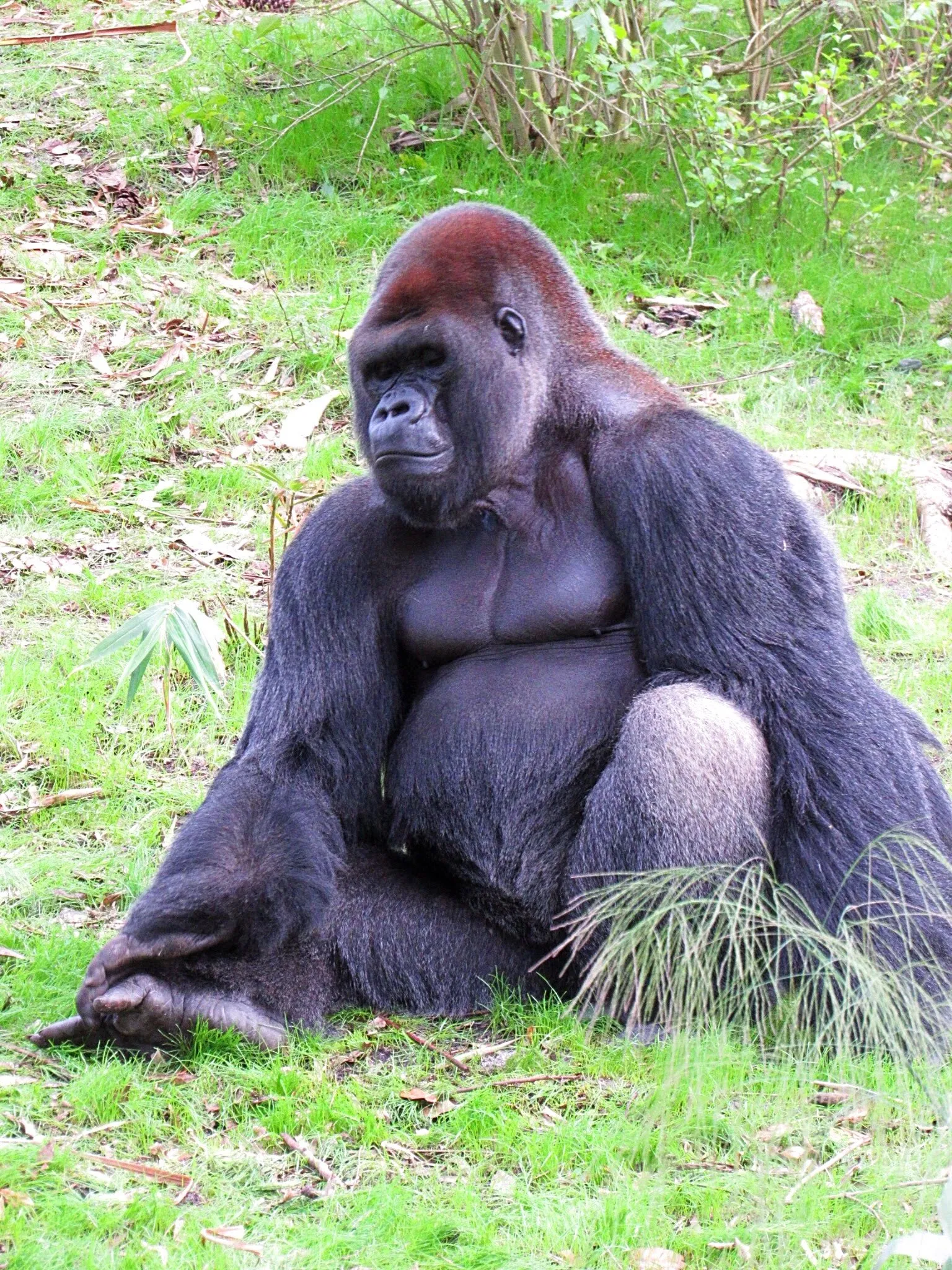 Gorilla