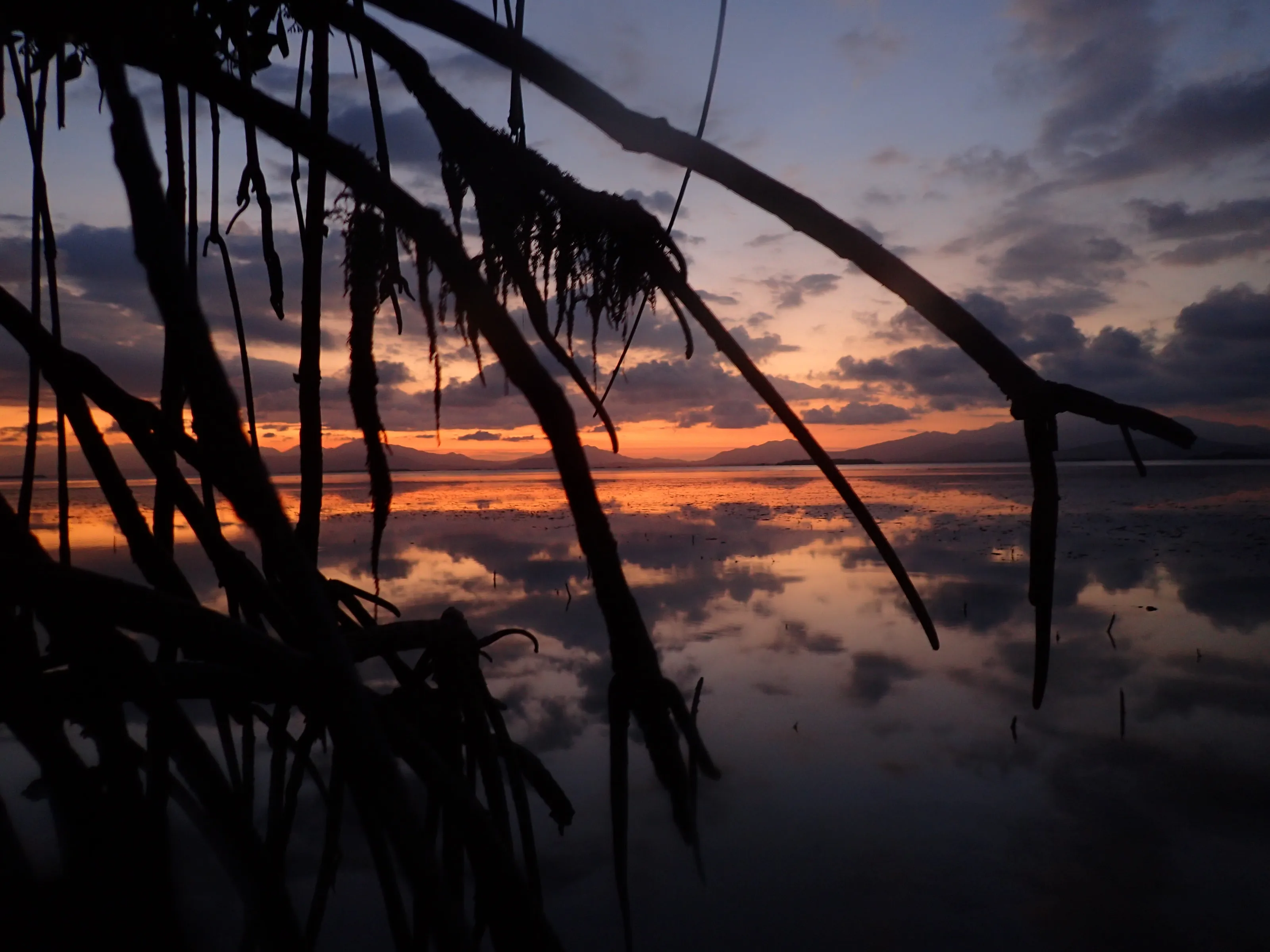 Reflective Sunset through Mangrove Roots