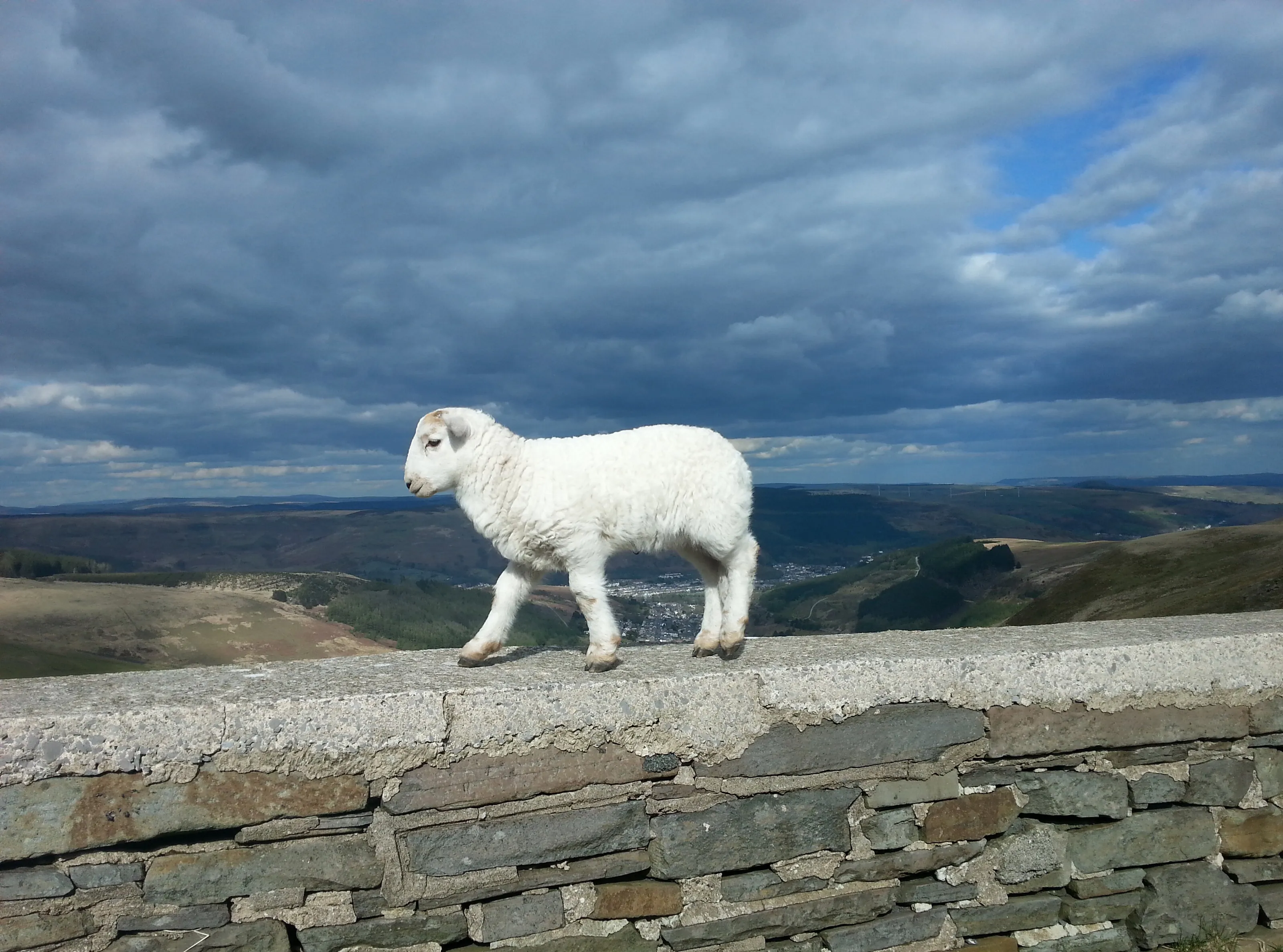 Lonesome Lamb