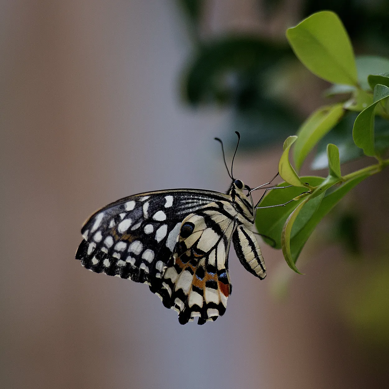 Entry 2762829