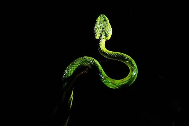 Bamboo pit viper