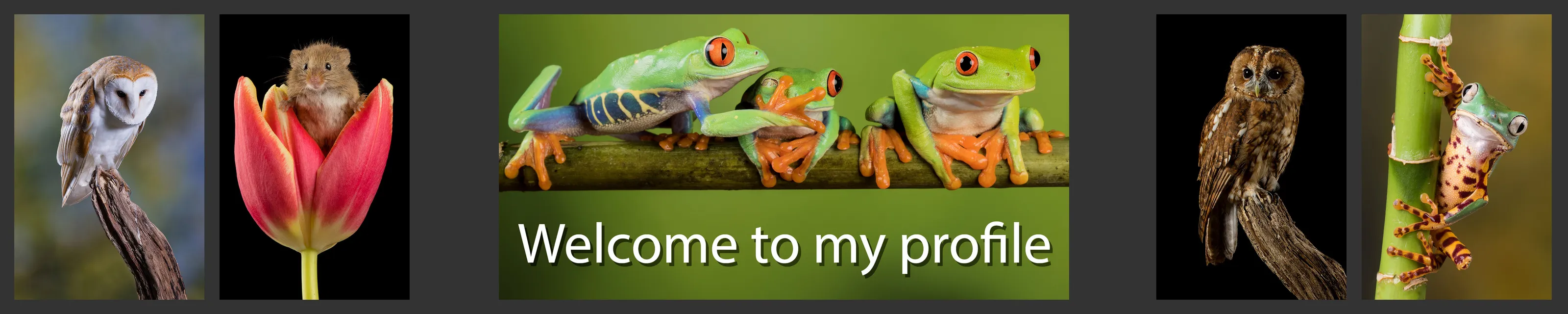 Banner image