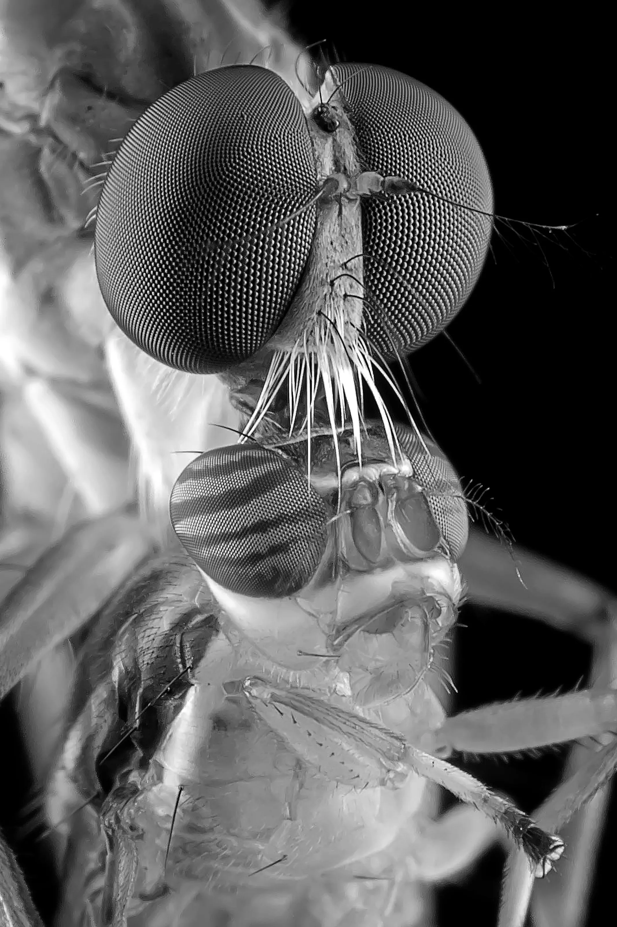 Robberfly Eating