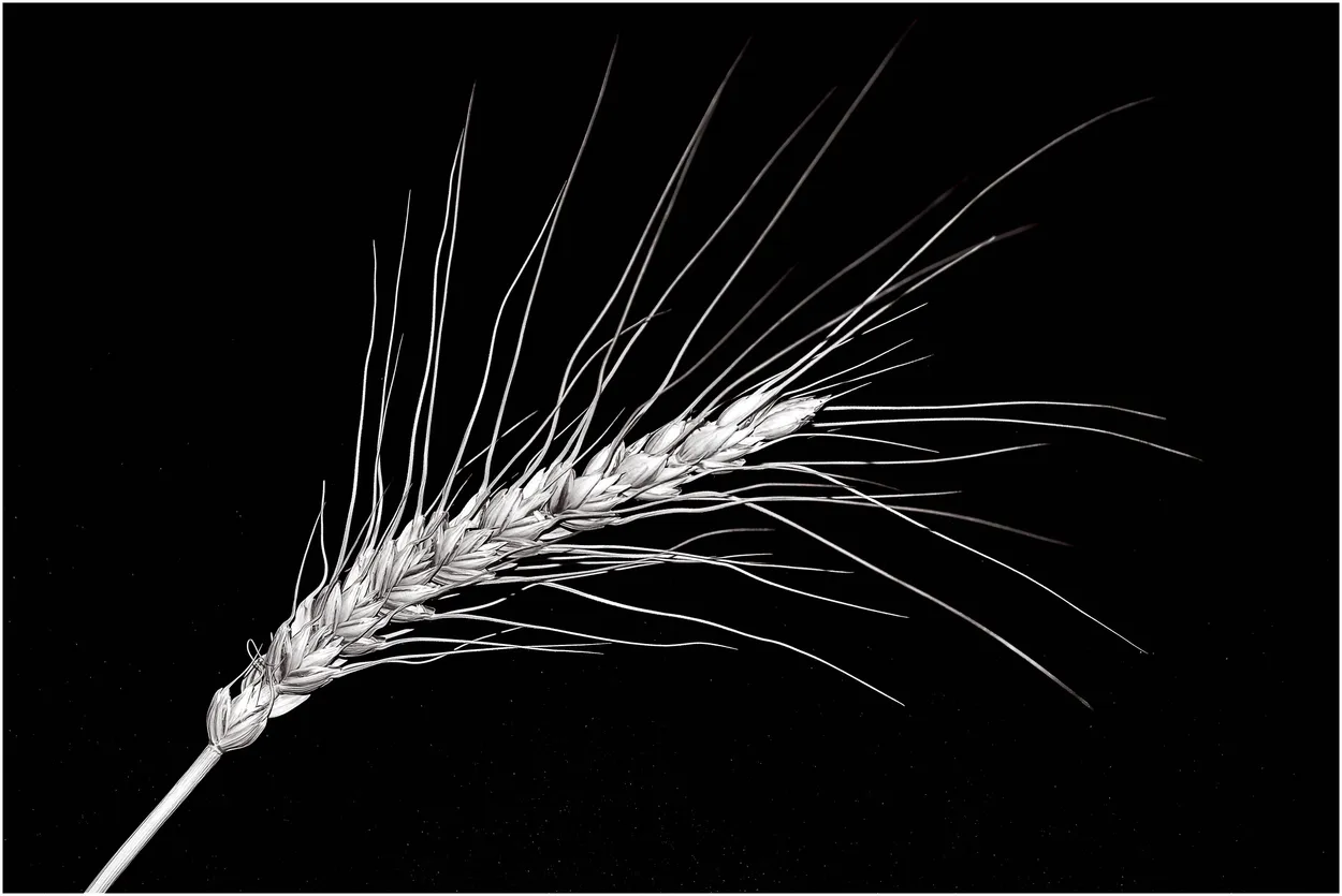 Entry 1592033