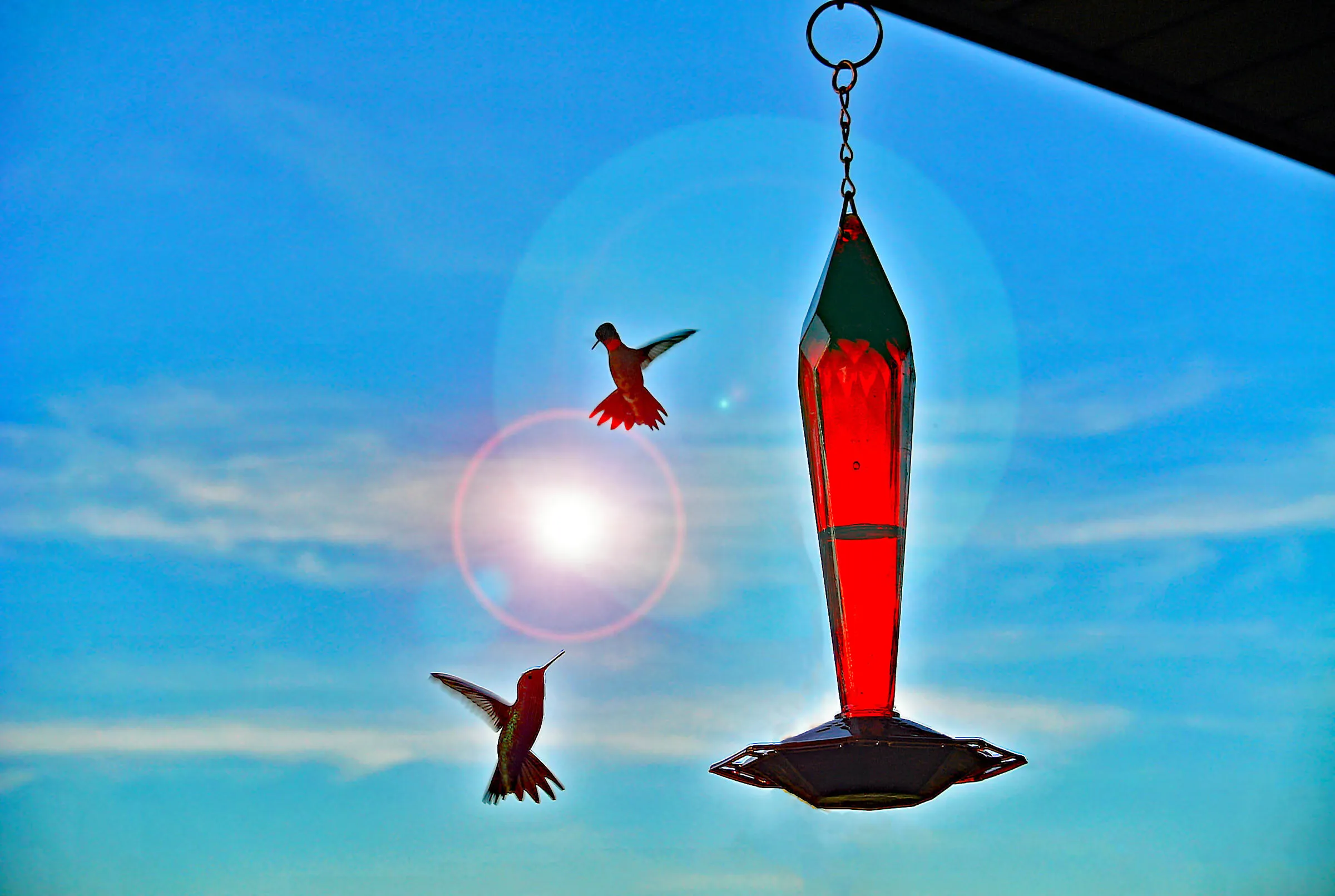 Hummingbird heaven...