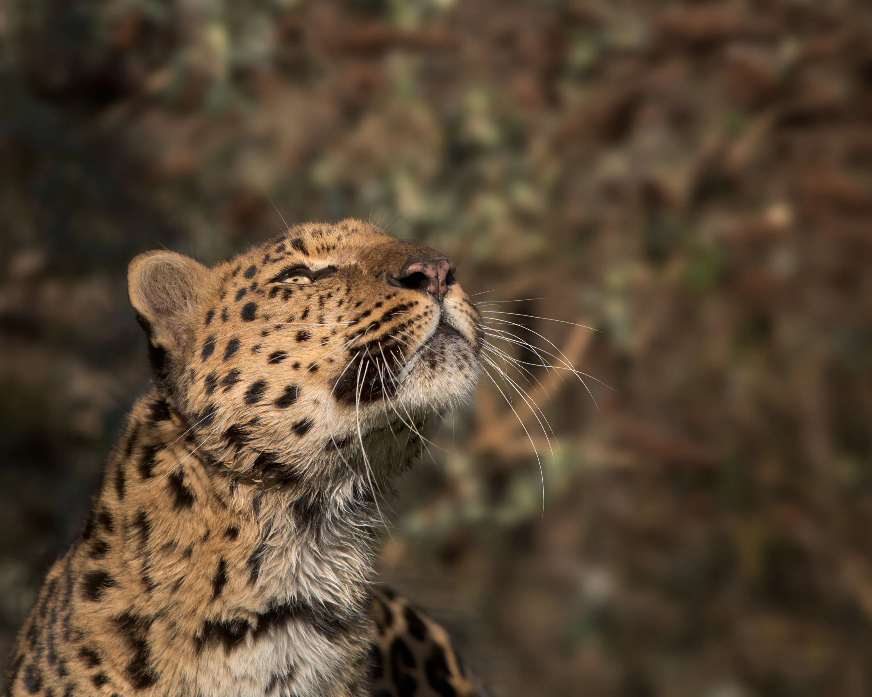 Amur Leopard