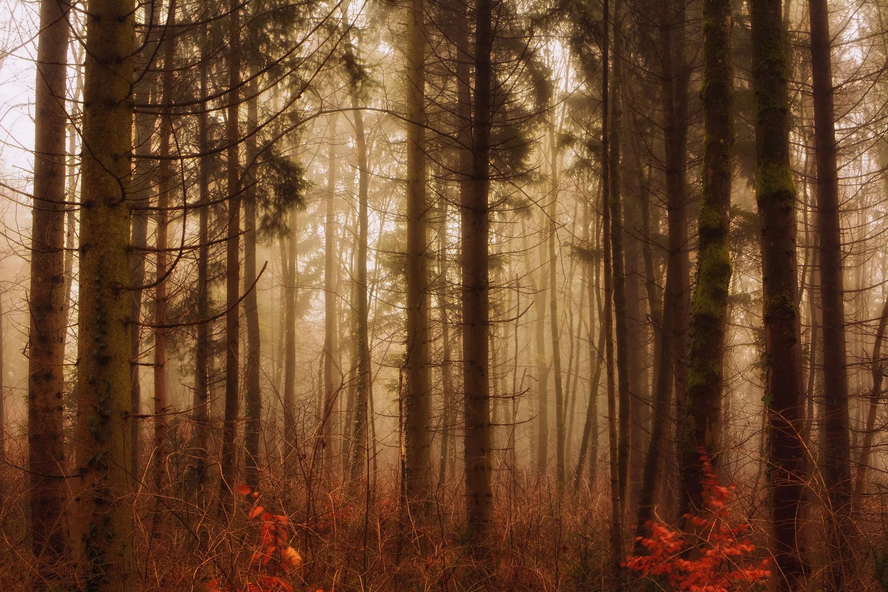 Misty Forest