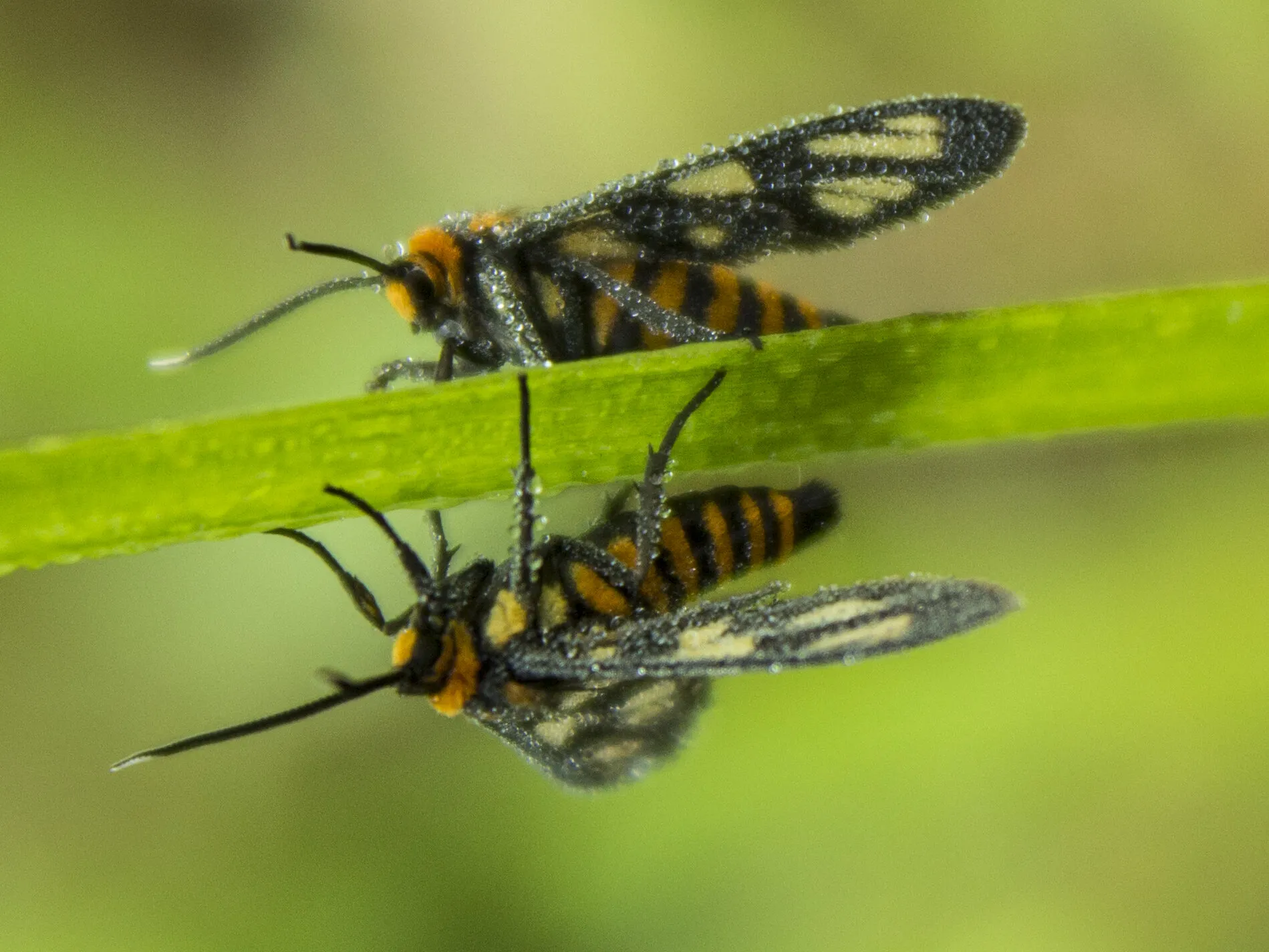 Twins Butterfly