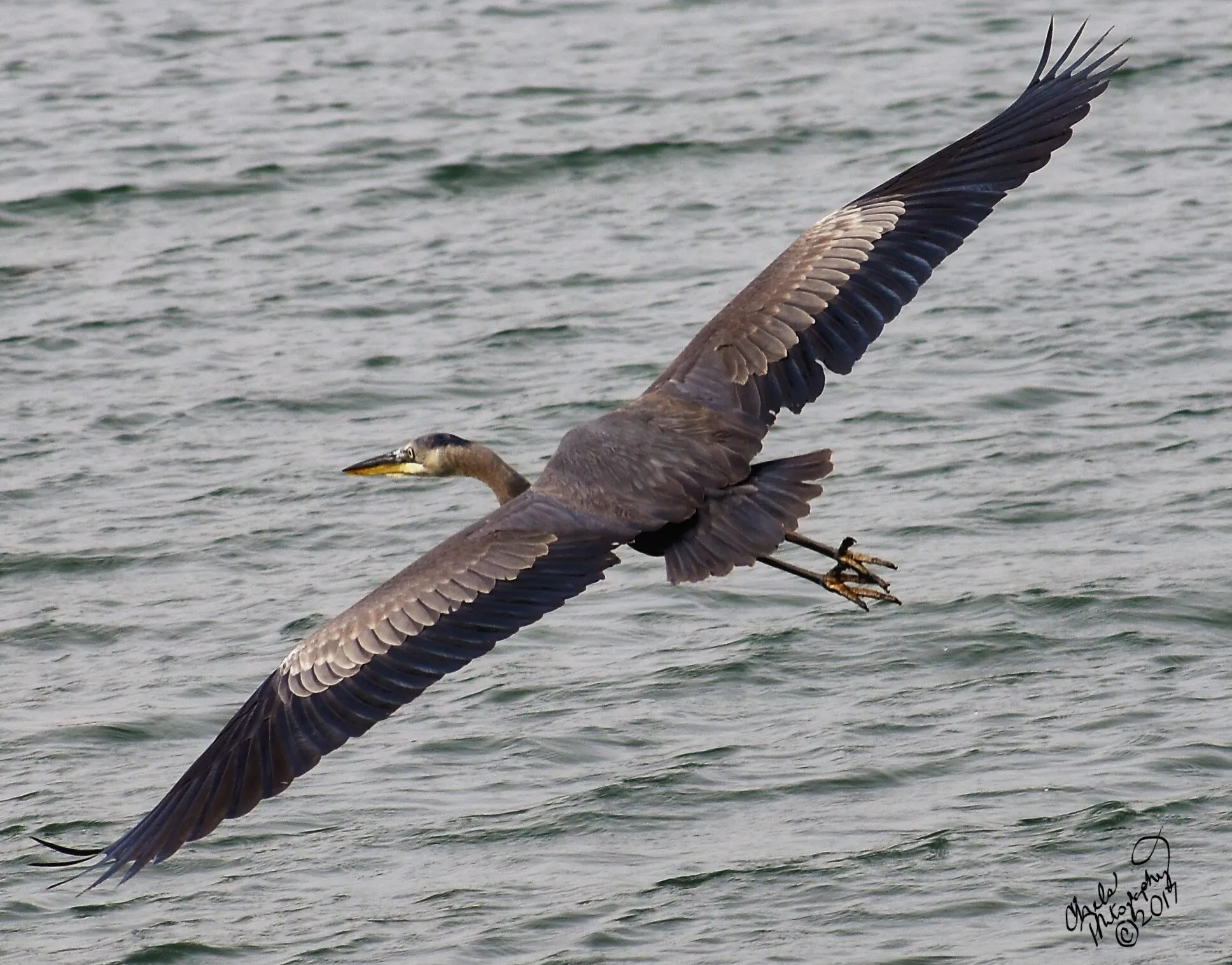 The Great Blue Heron