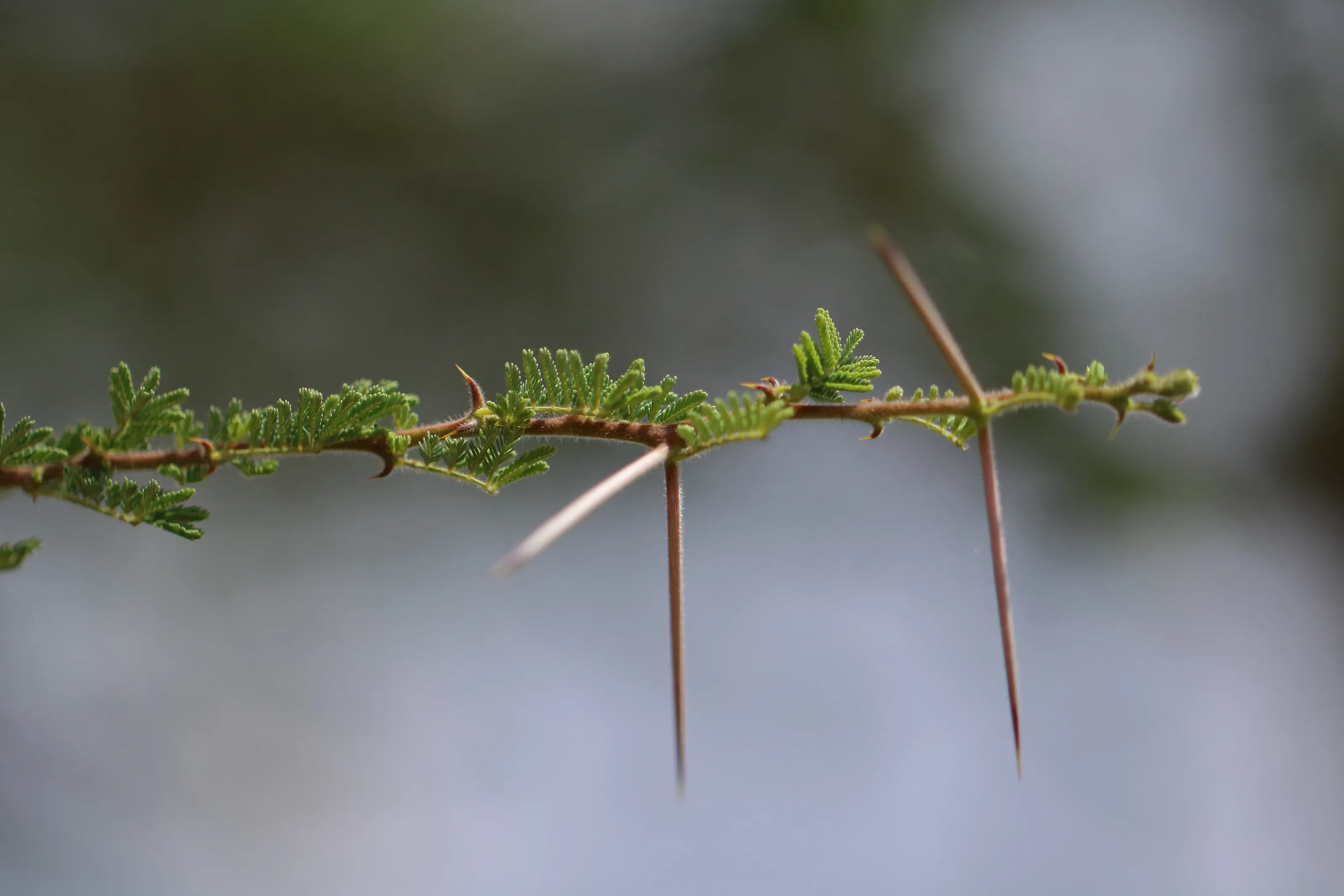 Acaciatree