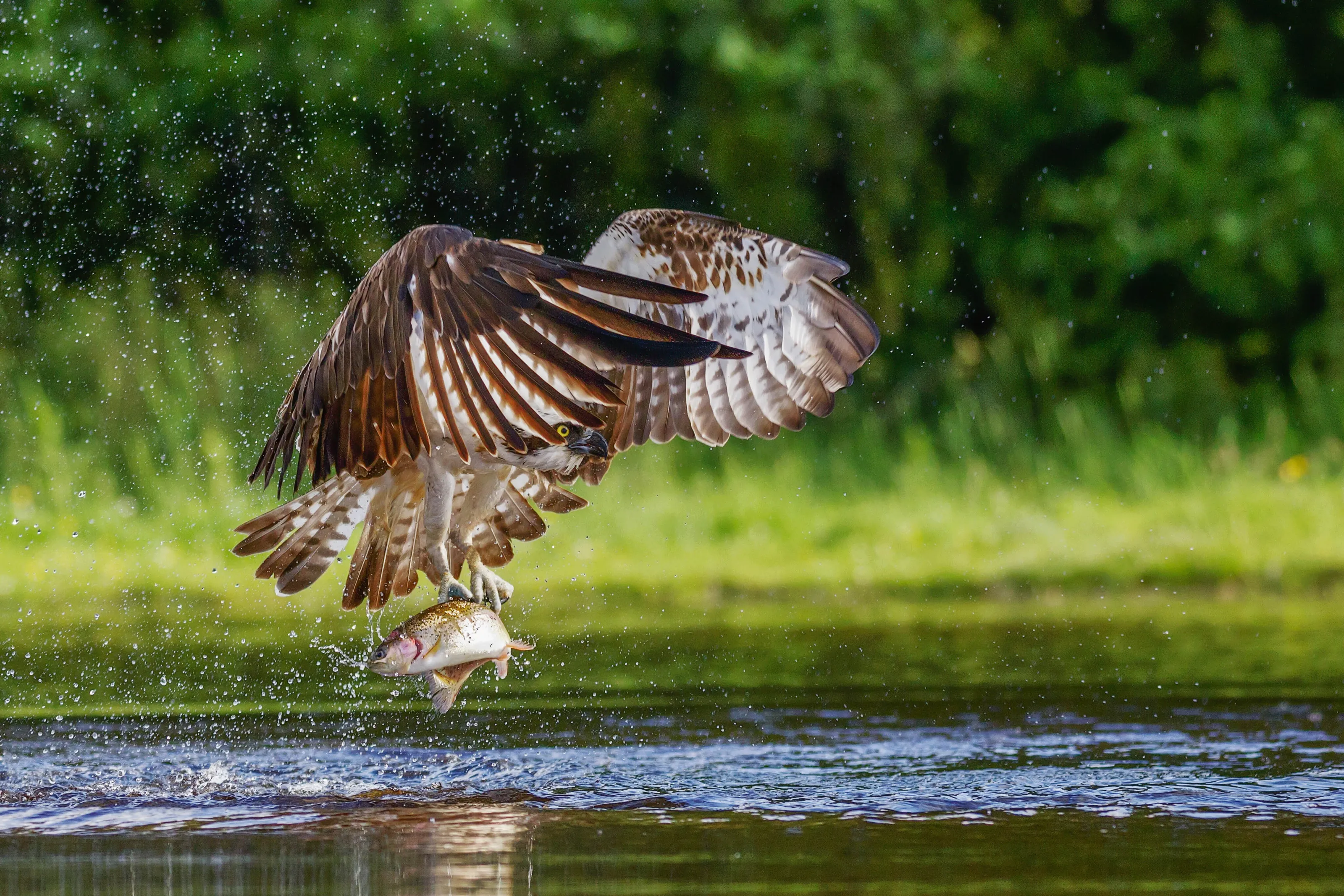 Osprey with fish