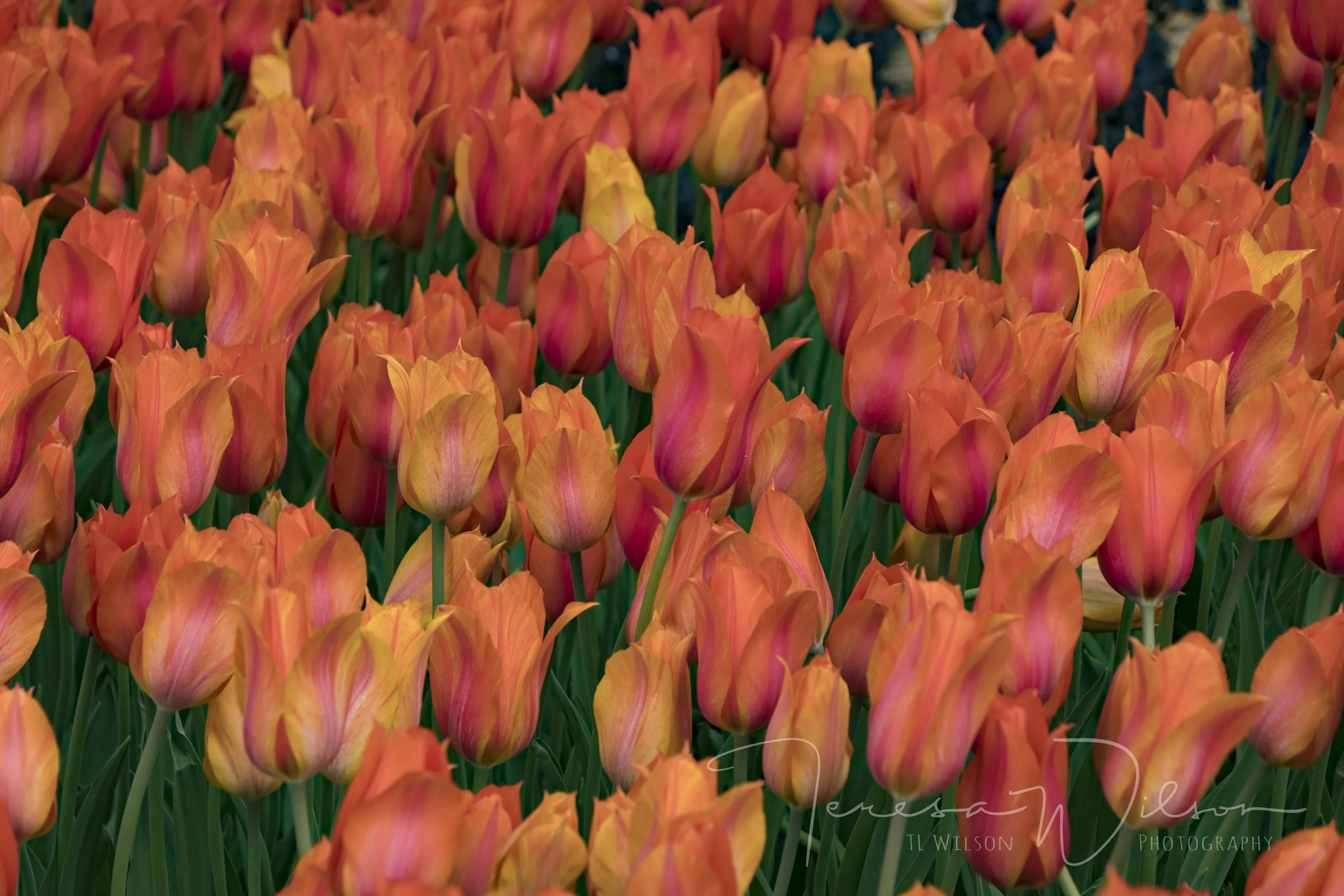 Vibrant Whispers