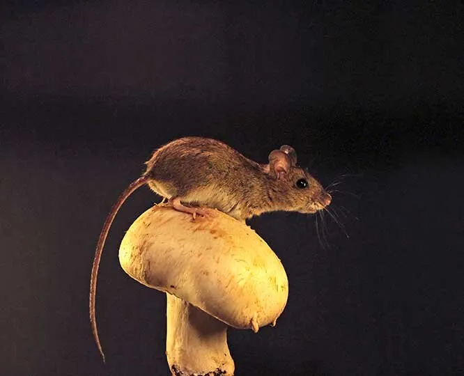 Wood Mouse