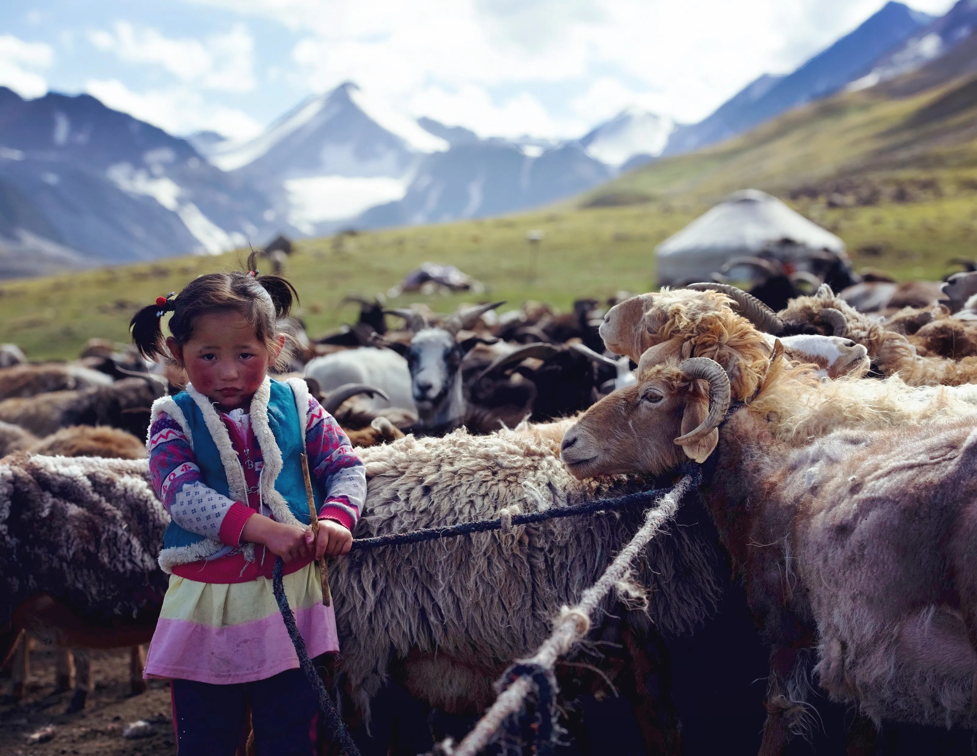 Young nomadic girl herds the goats