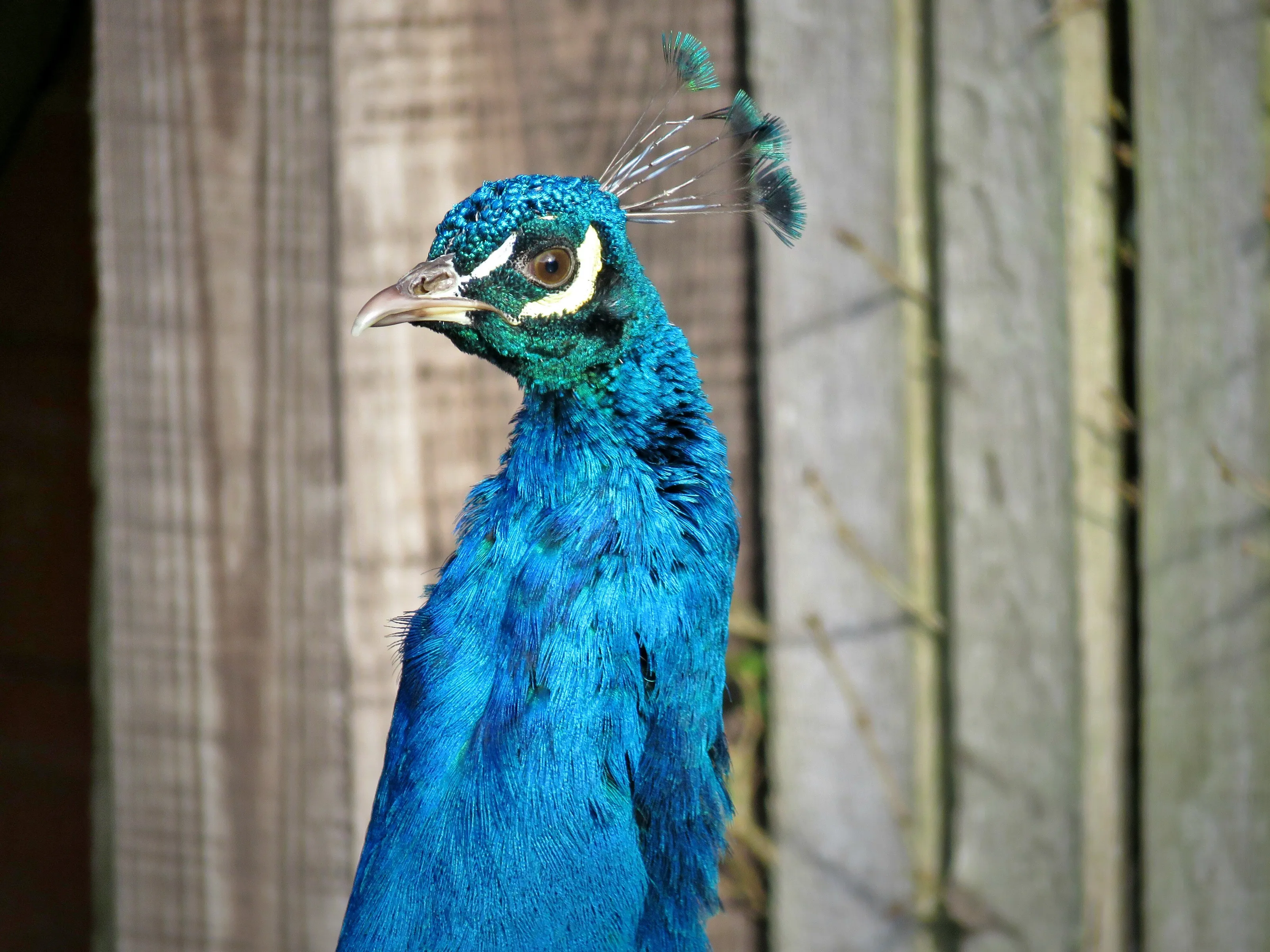 Conspicuous poser