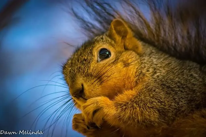 Easter fox tail squirrel